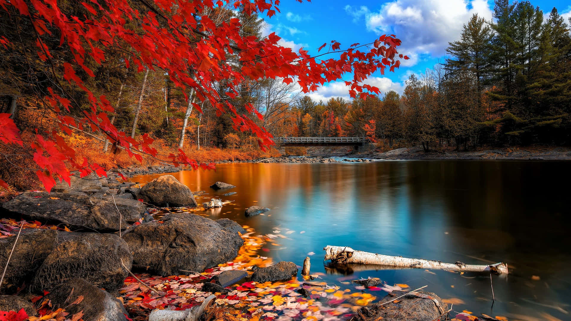 Photo Enjoying The Colorful Beauty Of The Fall Background