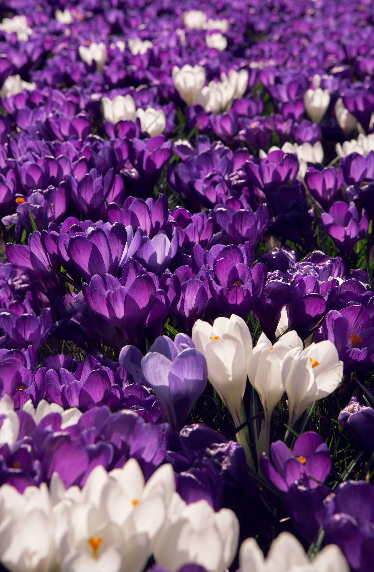 Photo Of A Crocus Field Purple Flowers Iphone Background