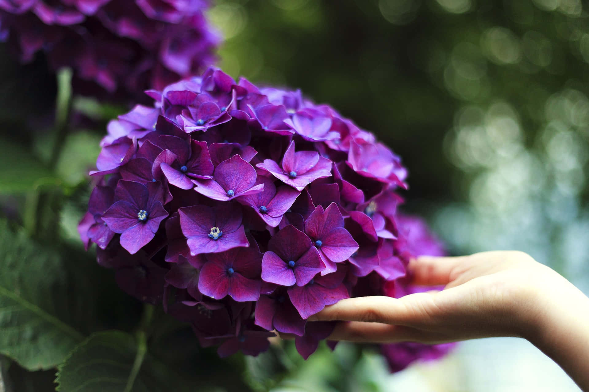 Photo Of A Hand Touching A Tangible French Hydrangea Background