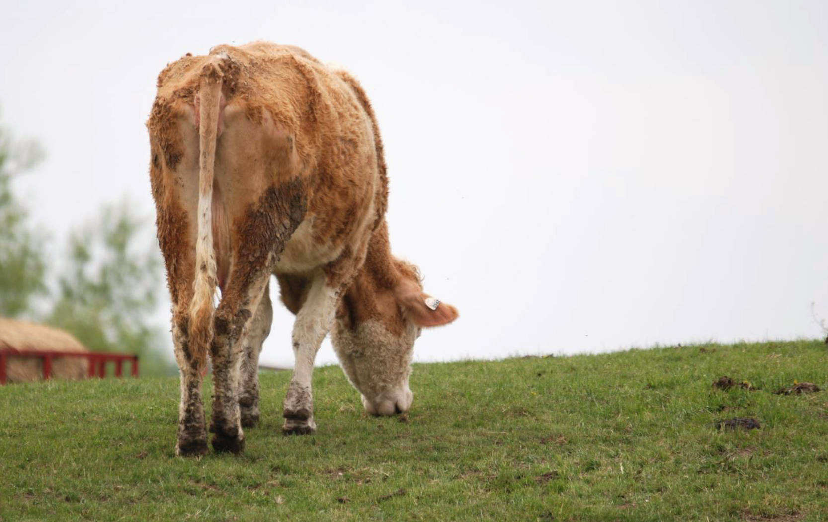 Photo Of Cute Cow Eating From Behind Background