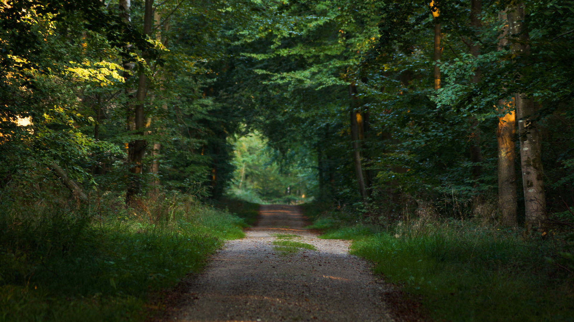 Photo Of Pathway Between Trees Background