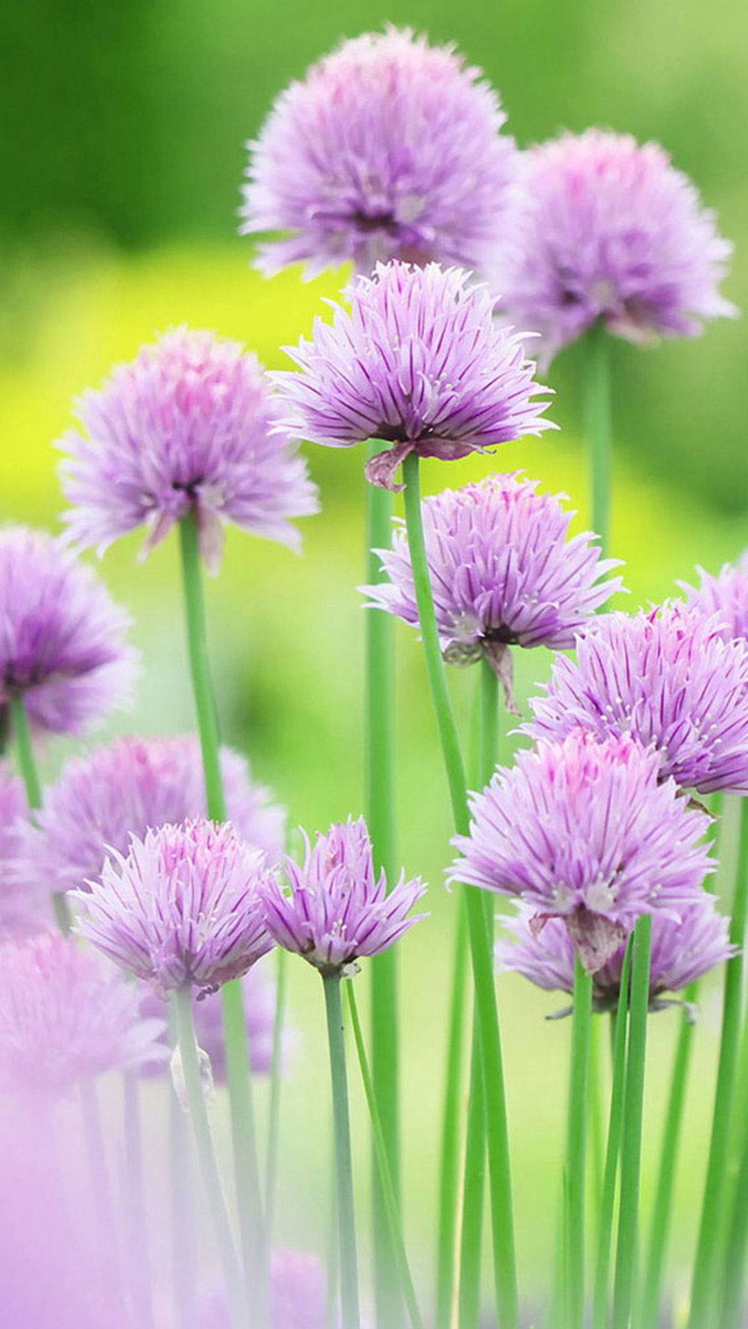 Photo Of Purple Pink Tall Chrysanthemums Flowers Background