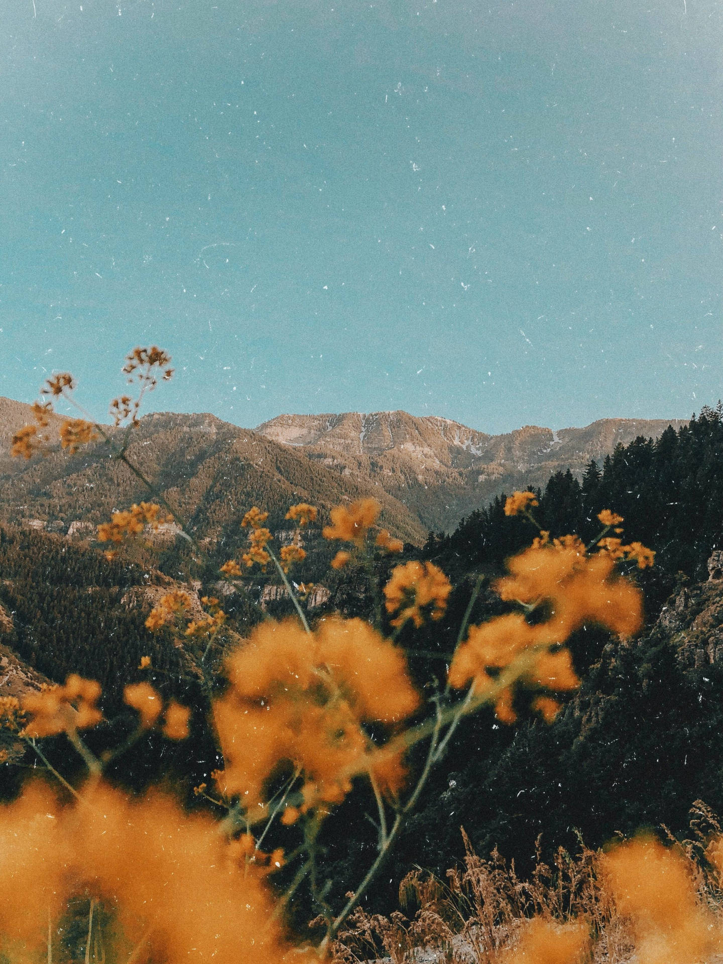 Photo Of Yellow Vintage Aesthetic Fields Background