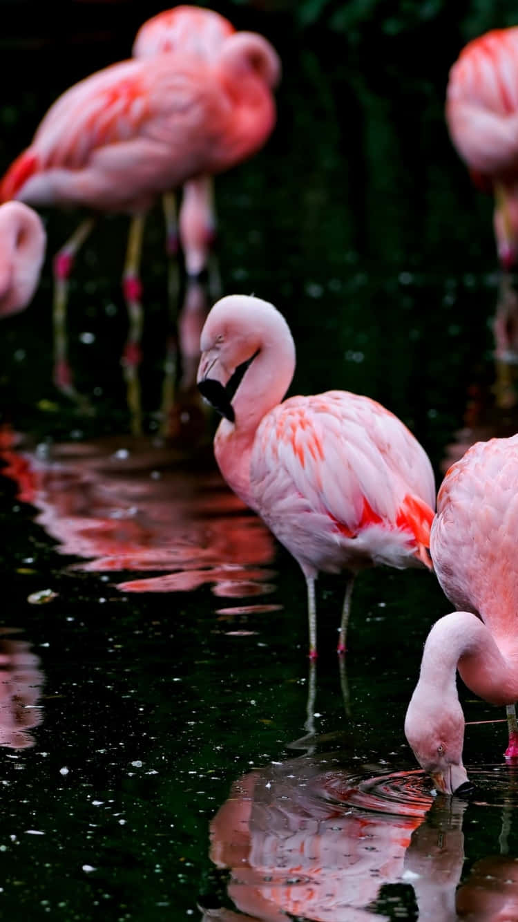 Photo Relaxing Flamingo Scene | Iphone Photography Background
