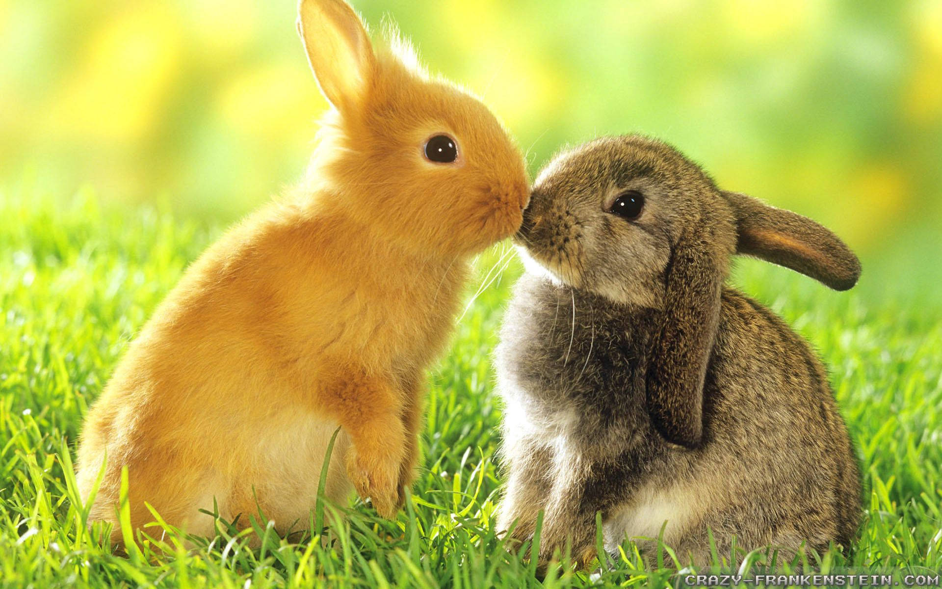Photo Two Adorable Bunnies Share A Springtime Kiss. Background