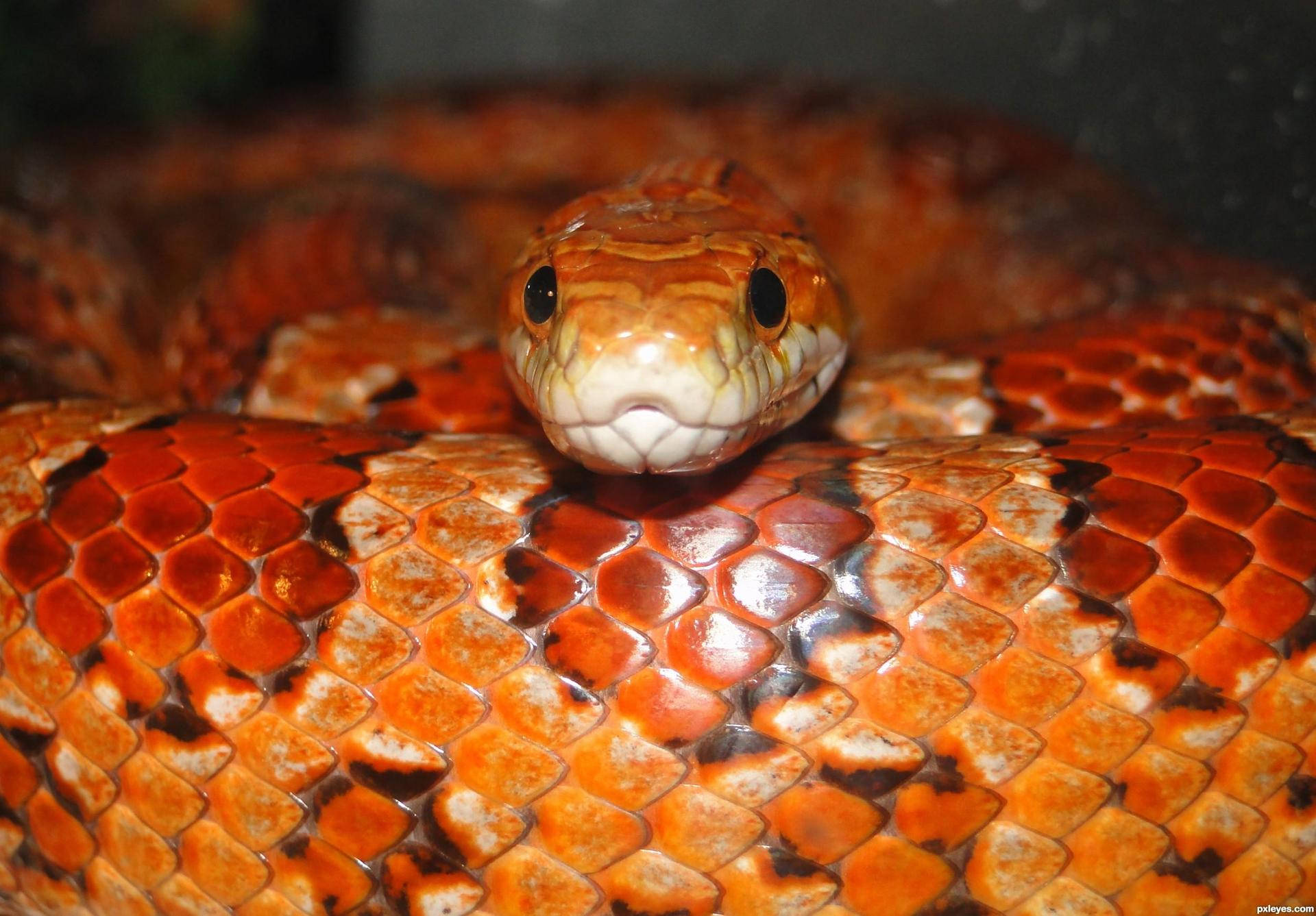 Photogenic Corn Snake Background