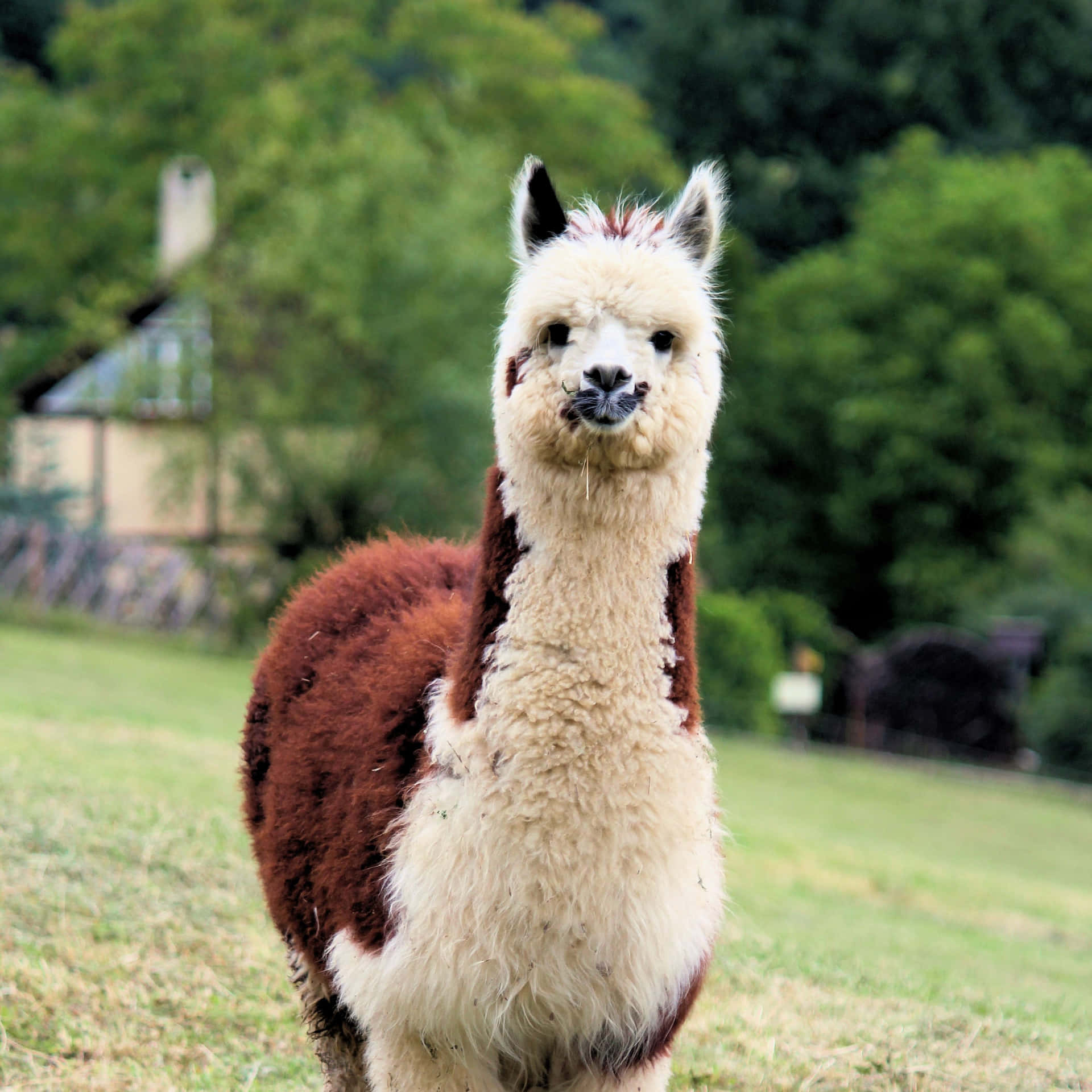Photograph Of A Cute Llama Background