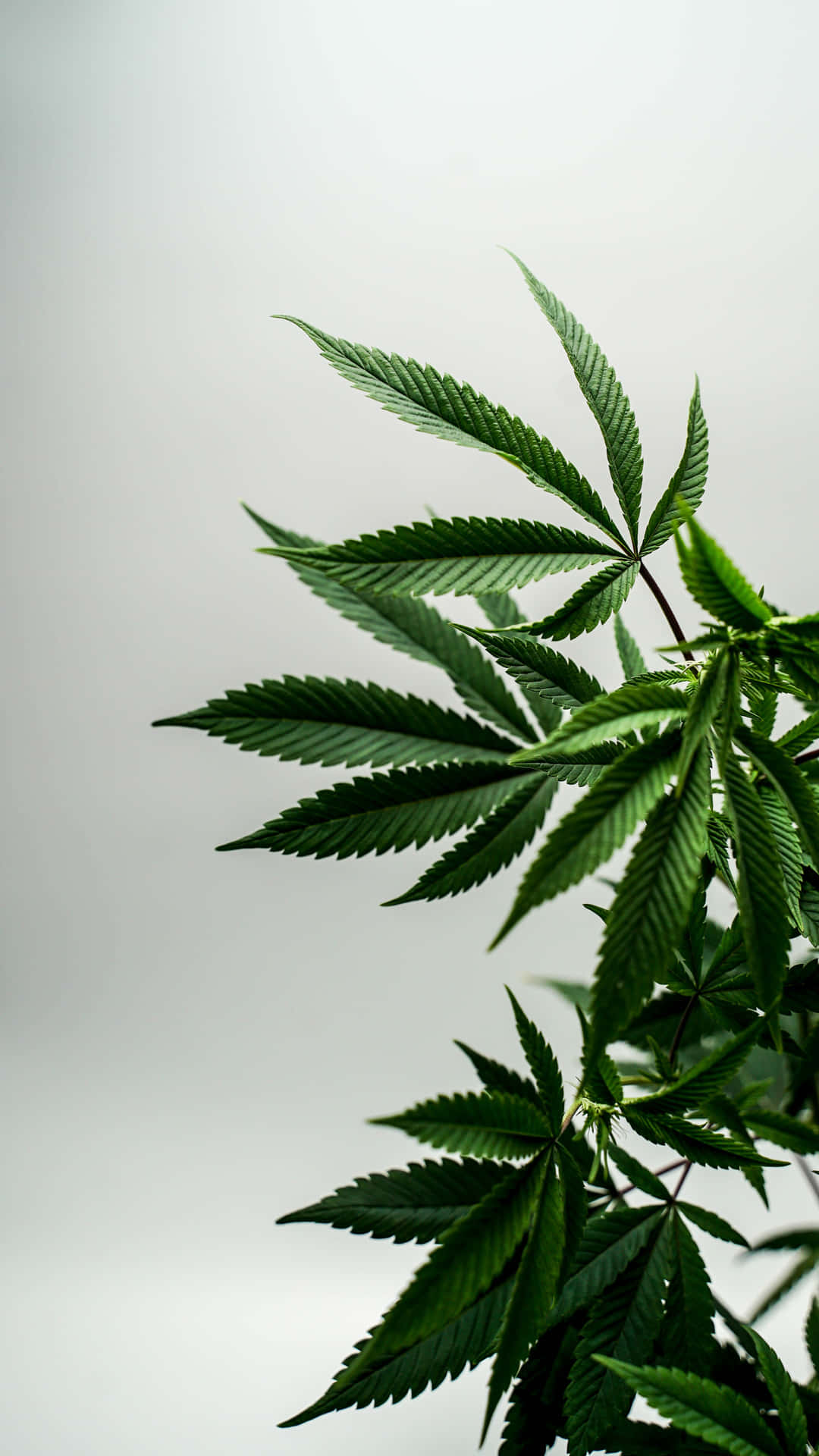 Photograph Of Cannabis Leaf