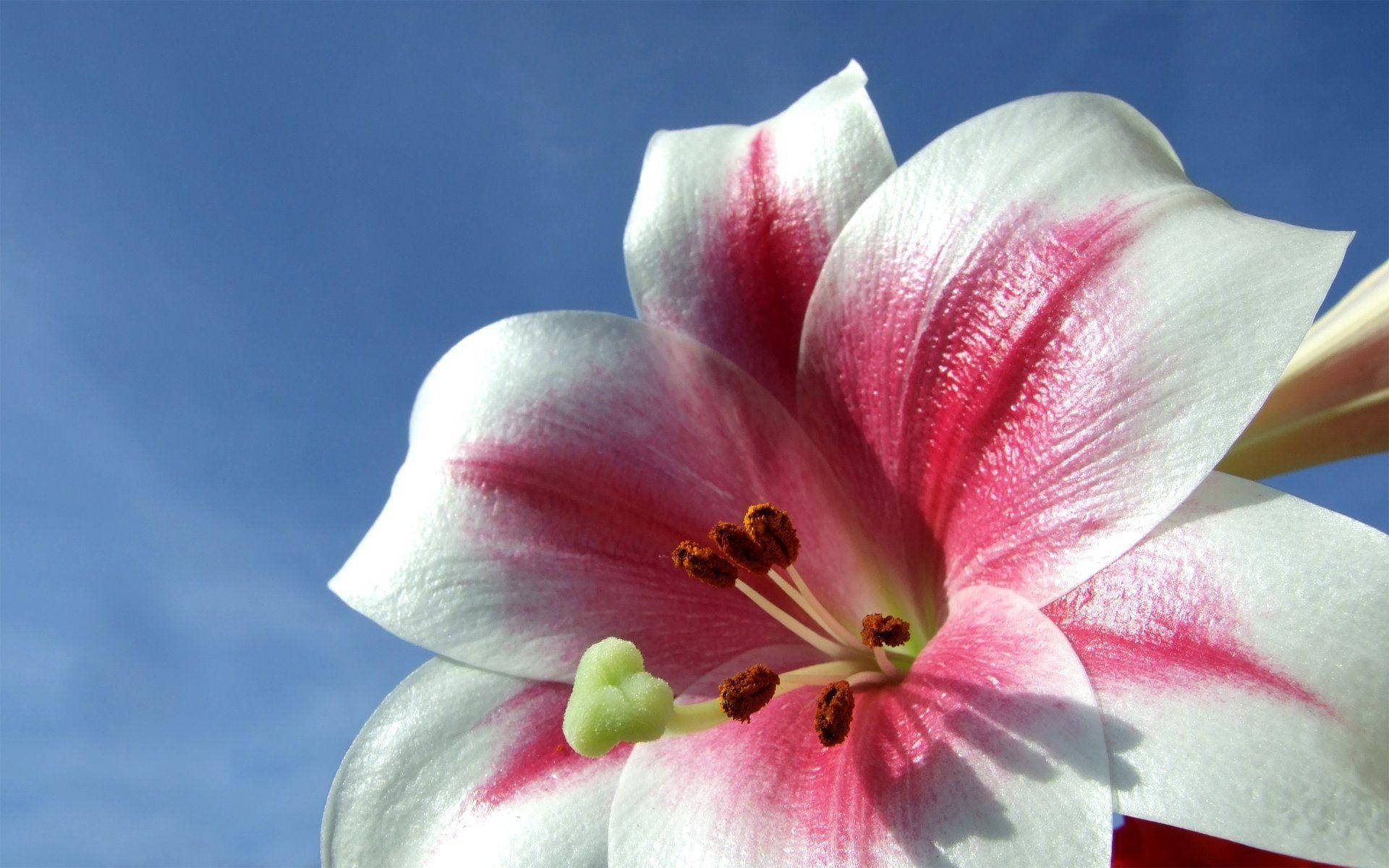 Photograph Of Flower For Blumen Ads