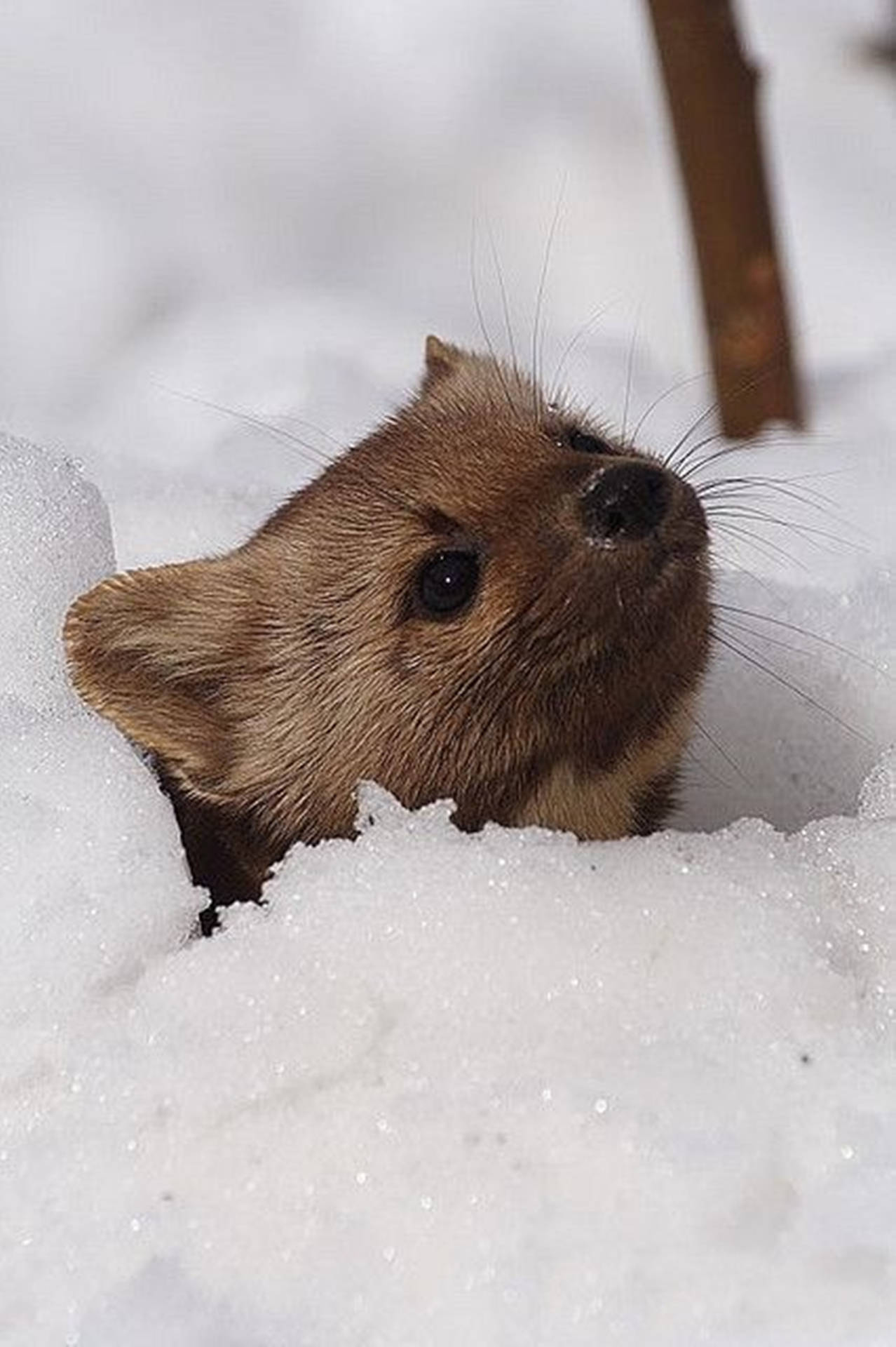 Photograph Of Tiny Mink Background