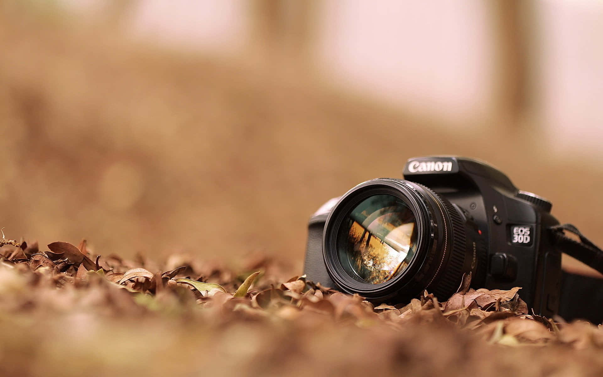 Photography Camera On Dried Leaves Background