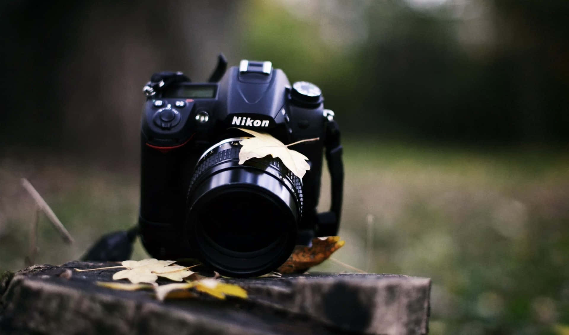 Photography Camera On Trunk With Maple Leaves Background