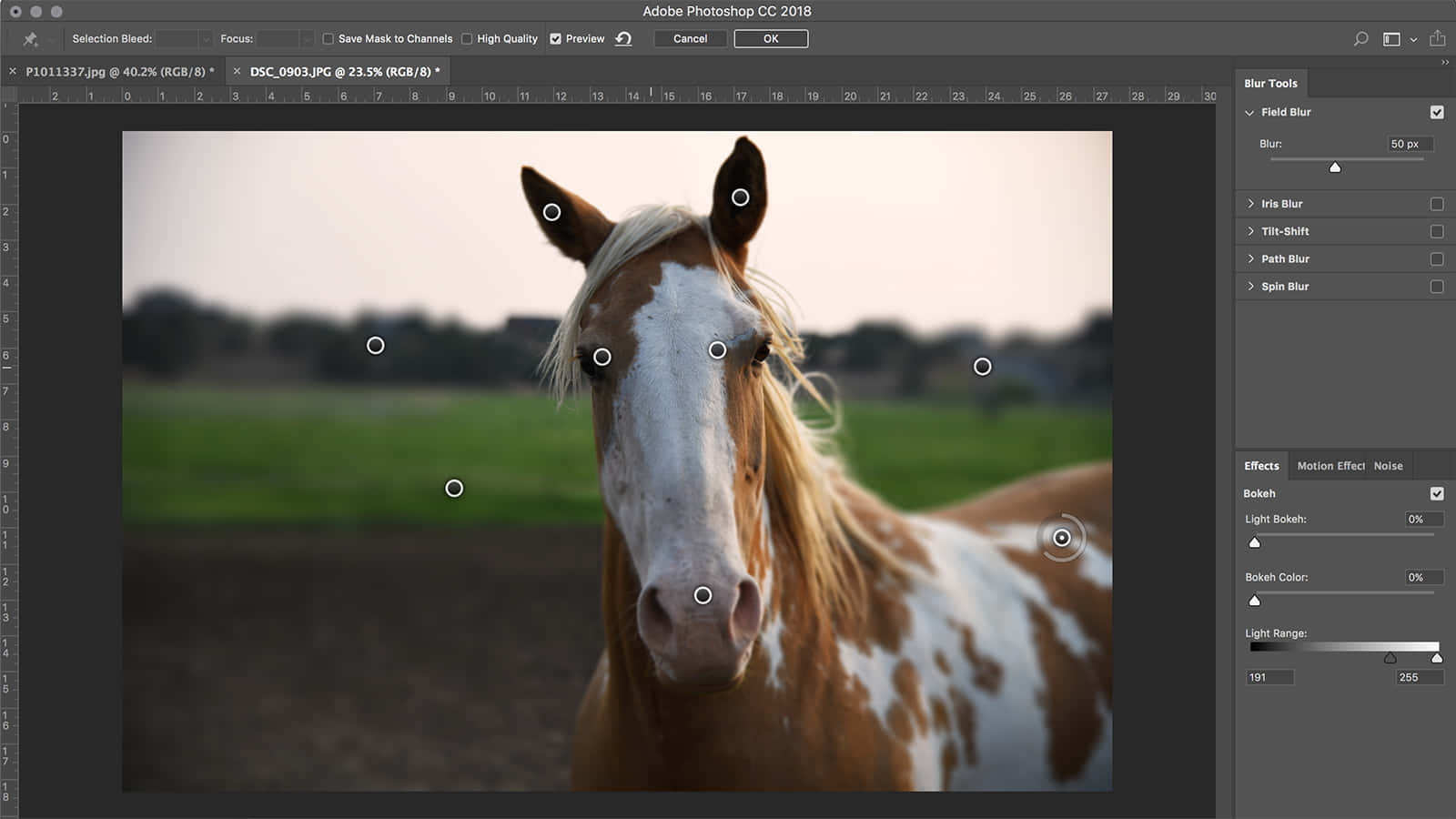 Photoshop American Paint Horse Background