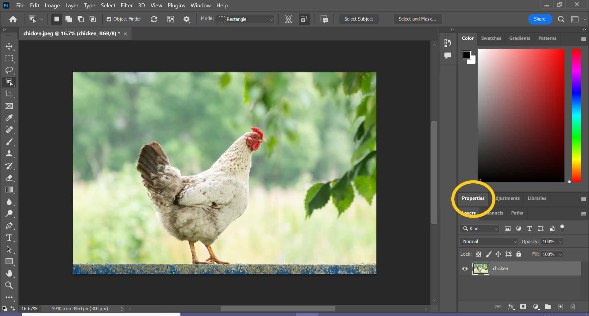 Photoshop Tool With White Rooster Background