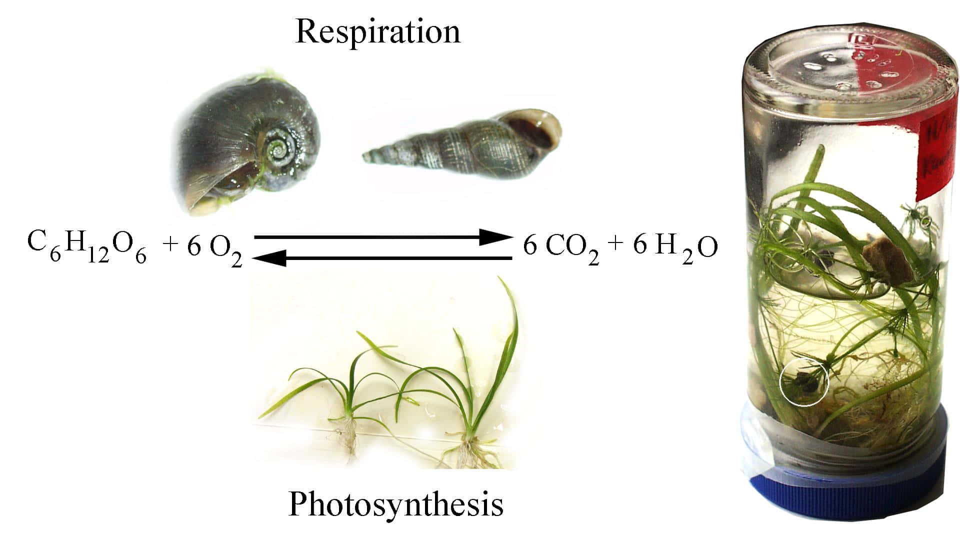 Photosynthesis Respiration Cycle Diagram Background