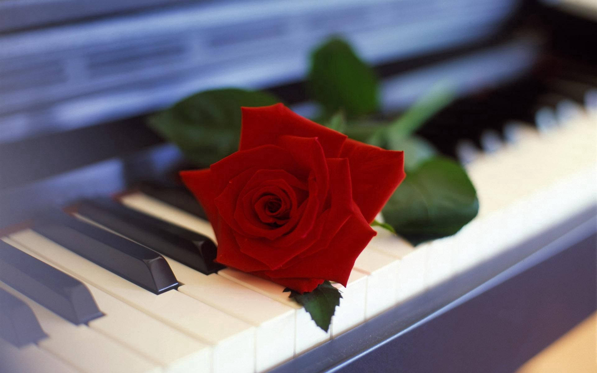 Piano Blooming Rose Flower Background