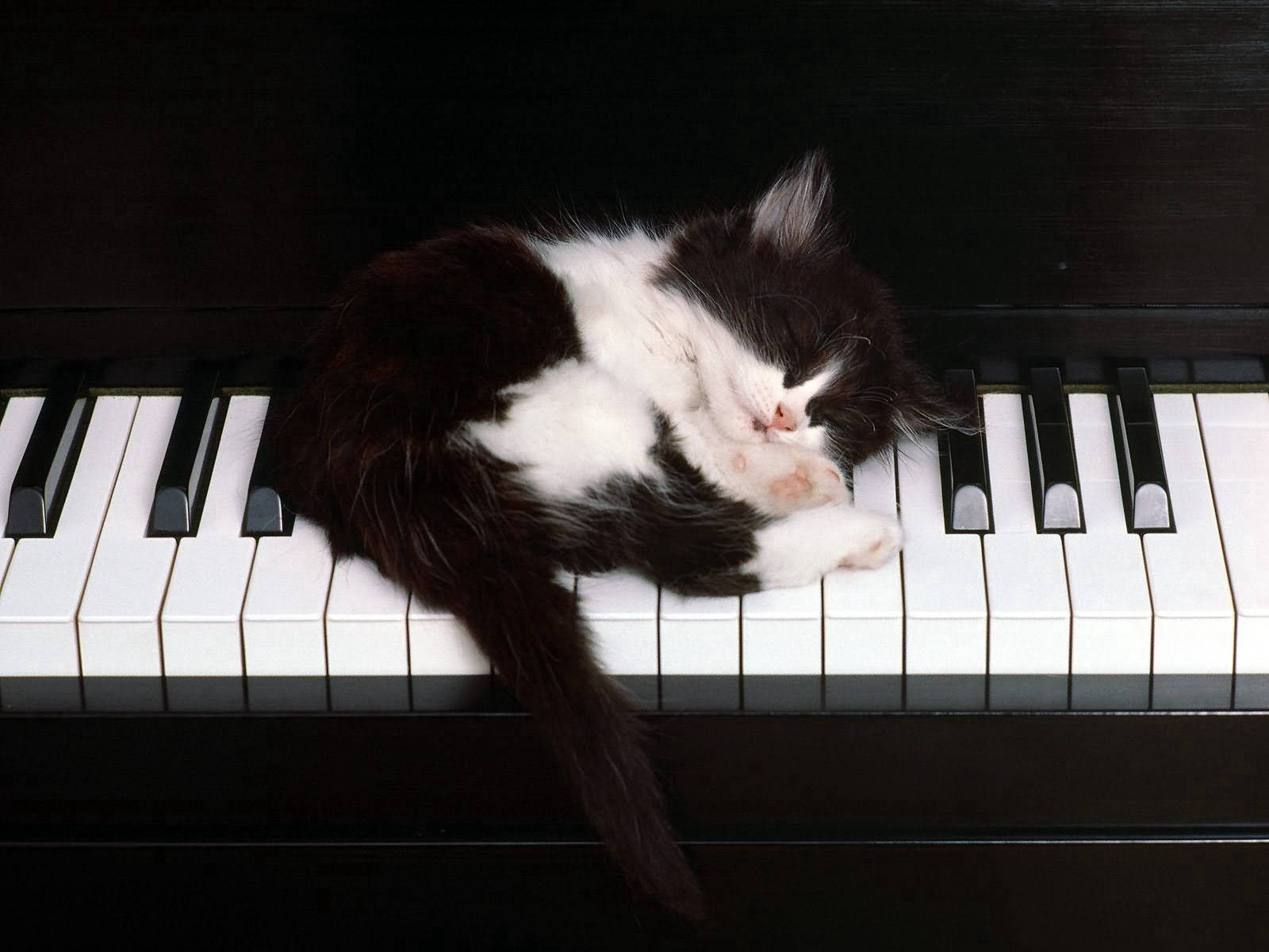 Piano Kitten Nap Background