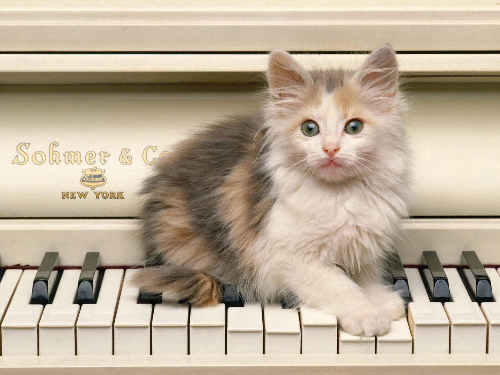 Piano With Furry Kitten Background