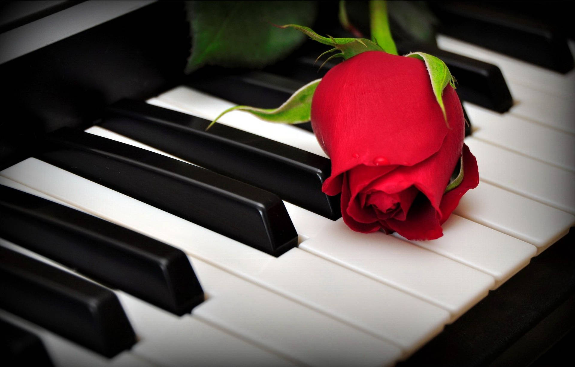 Piano With Red Rose Background