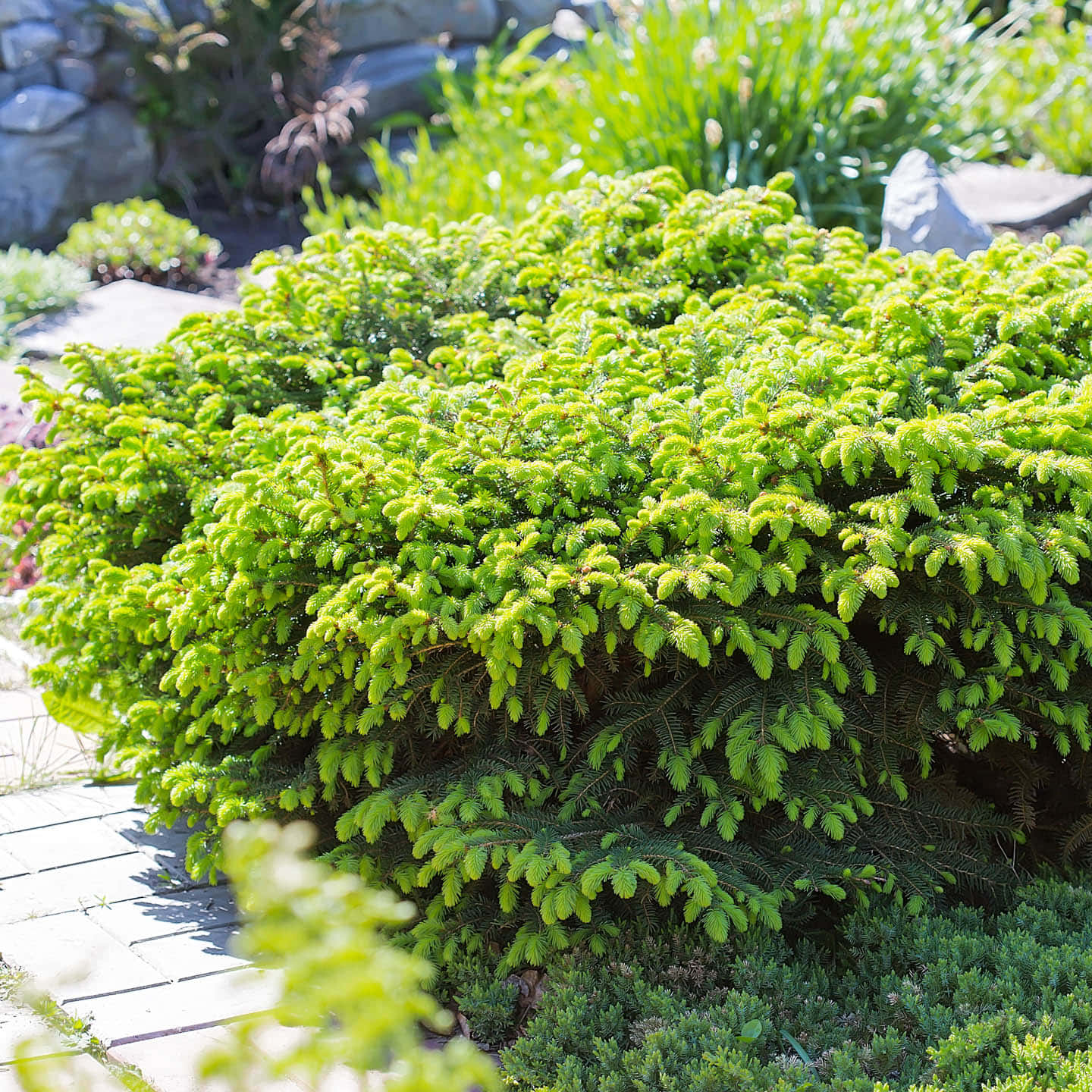 Picea Abies Also Known As Nidiformis Bush Background