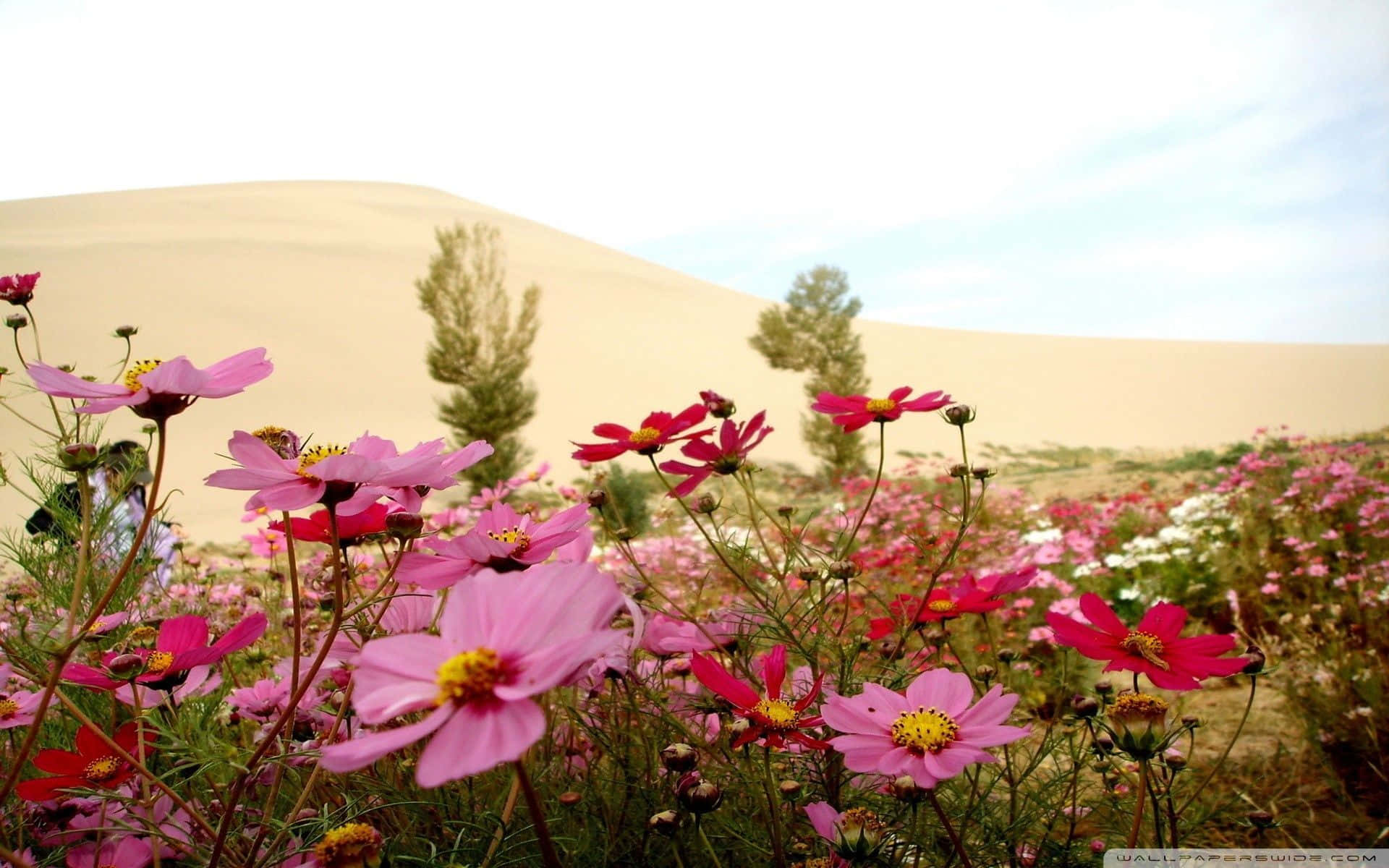 Picked Wildflowers Of Radiant Hues Against A Sunny Yellow Backdrop.