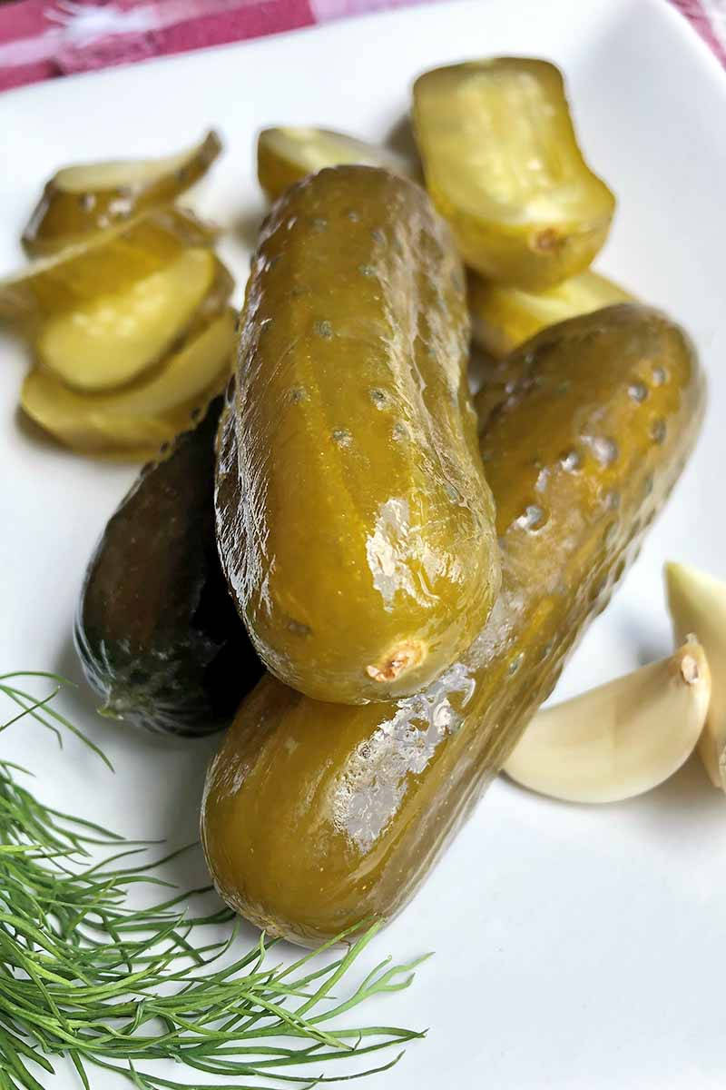 Pickles With Garlic And Dill Background