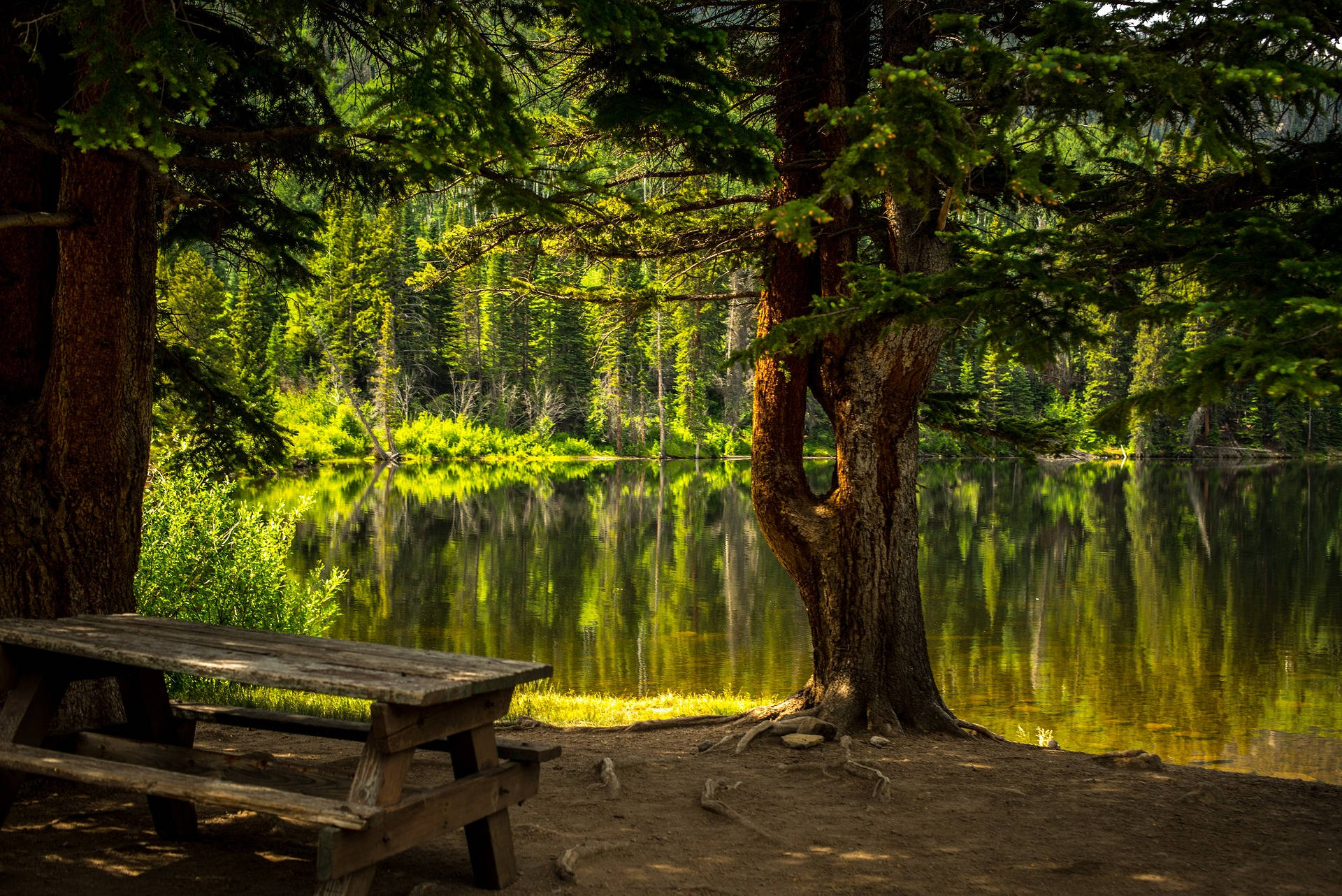 Picnic Table In The Woods