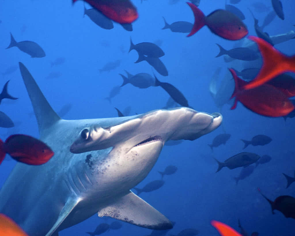 Picture A Close-up Of Hammerhead Shark Swimming In The Clear Blue Waters