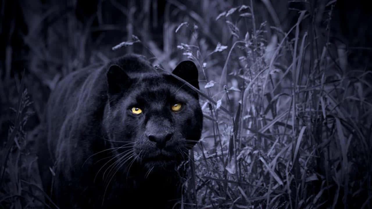 _picture _ Majestic Black Panther Animal In Its Natural Habitat Background