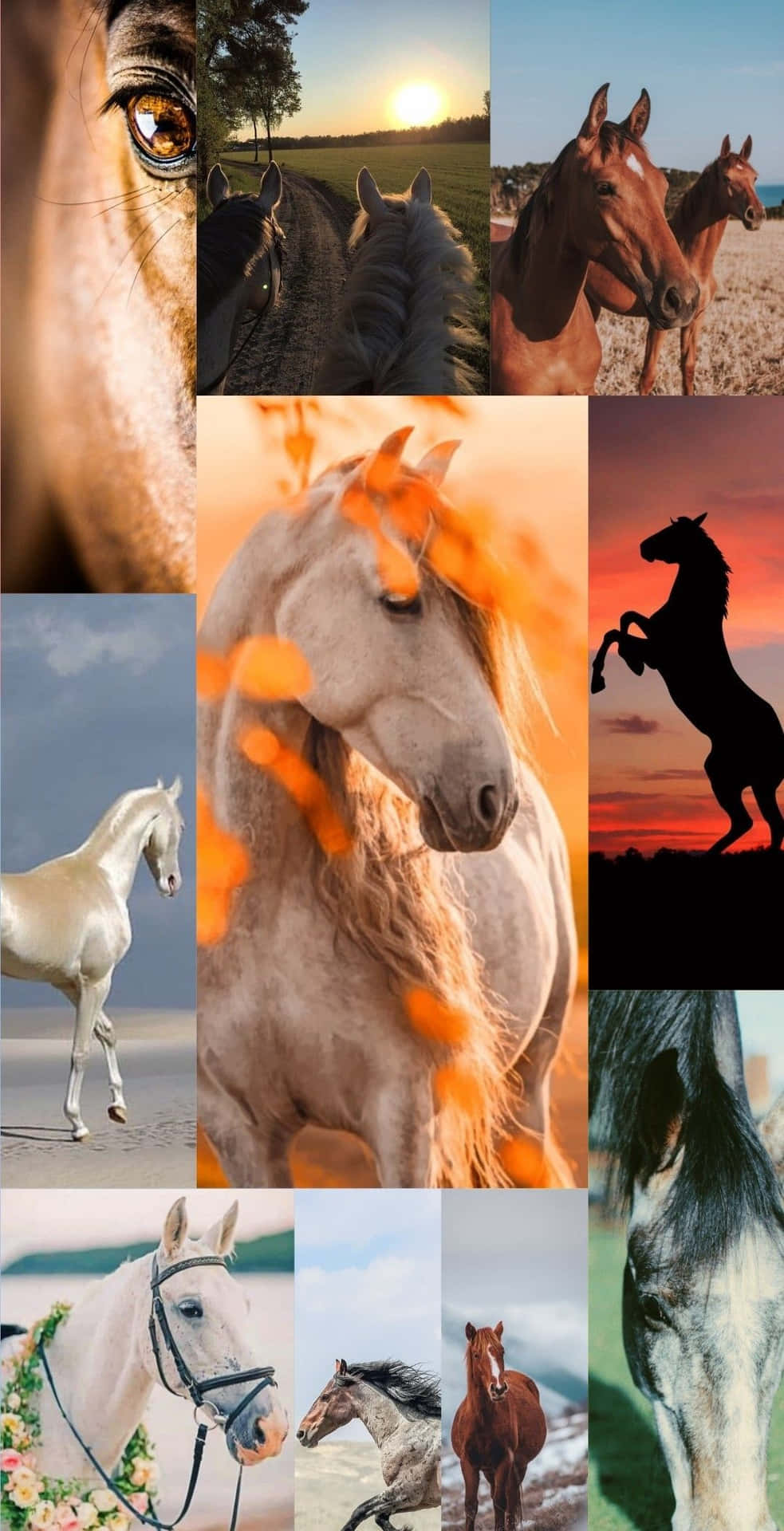Picture Perfect – A Collage Of Horse Lovers Everywhere Background