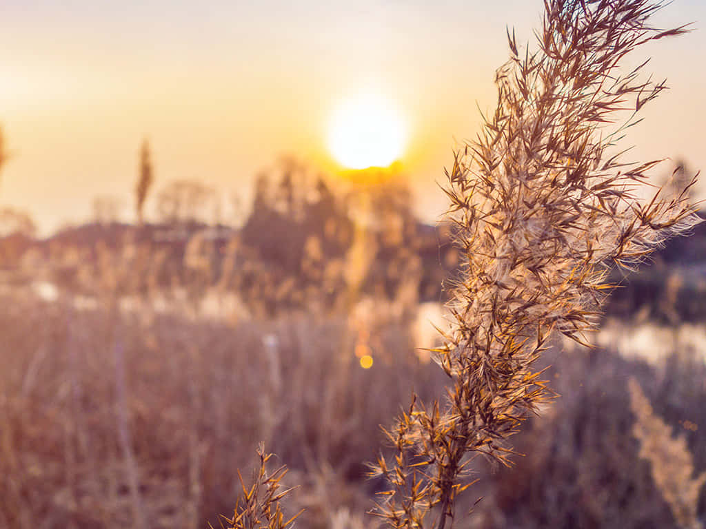 Picturesque Autumnal Scene Background