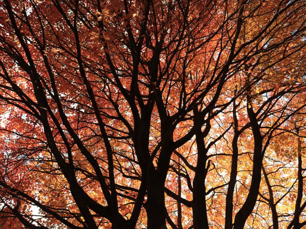 Picturesque Forest In Autumn With Hues Of Orange And Brown Background