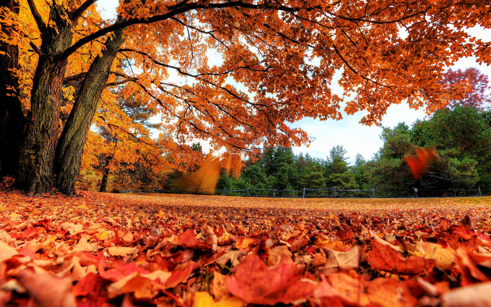 Picturesque Low Angle View Fall Laptop Display Background