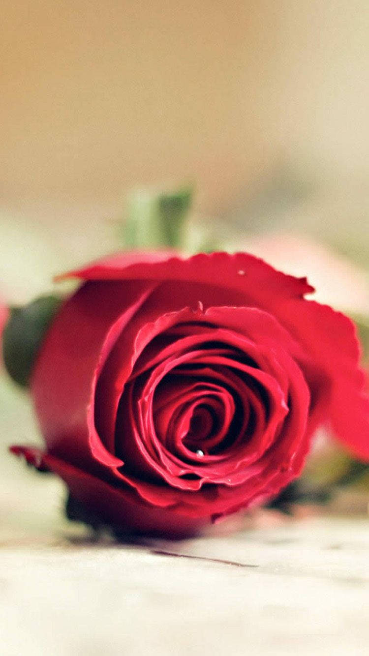 Piece Of Red Rose Iphone Background