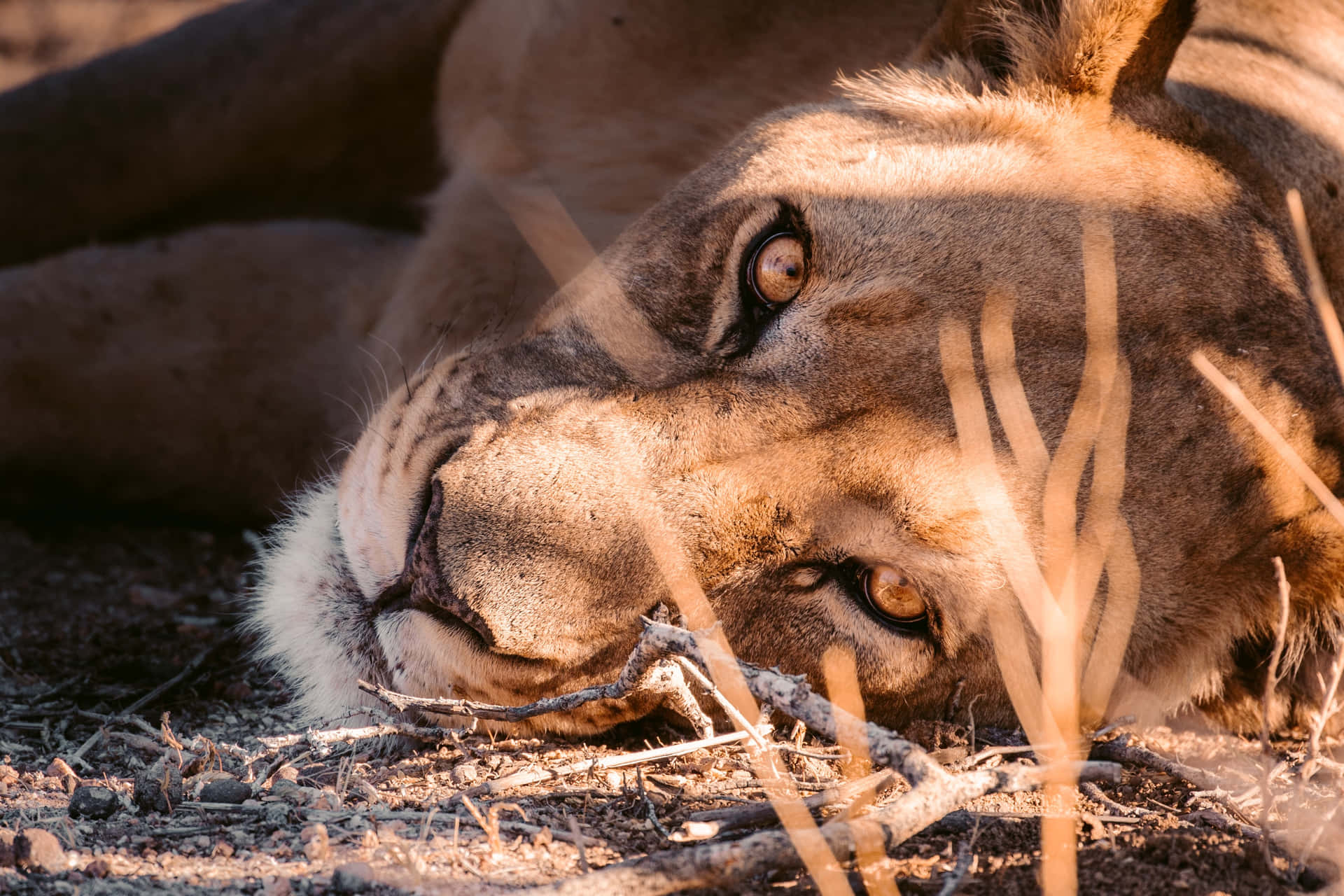 Piercing Look Of A Lioness