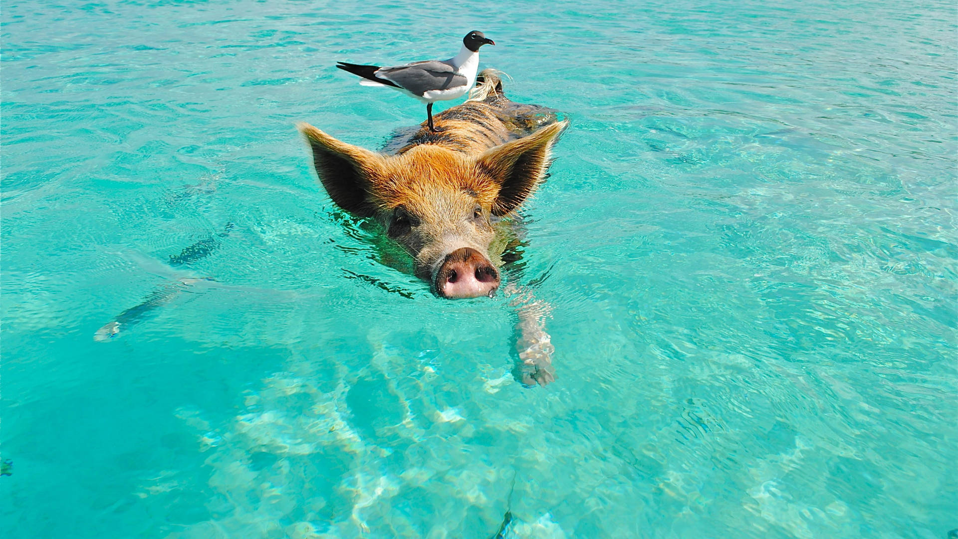 Pig And Bird At Sea Background