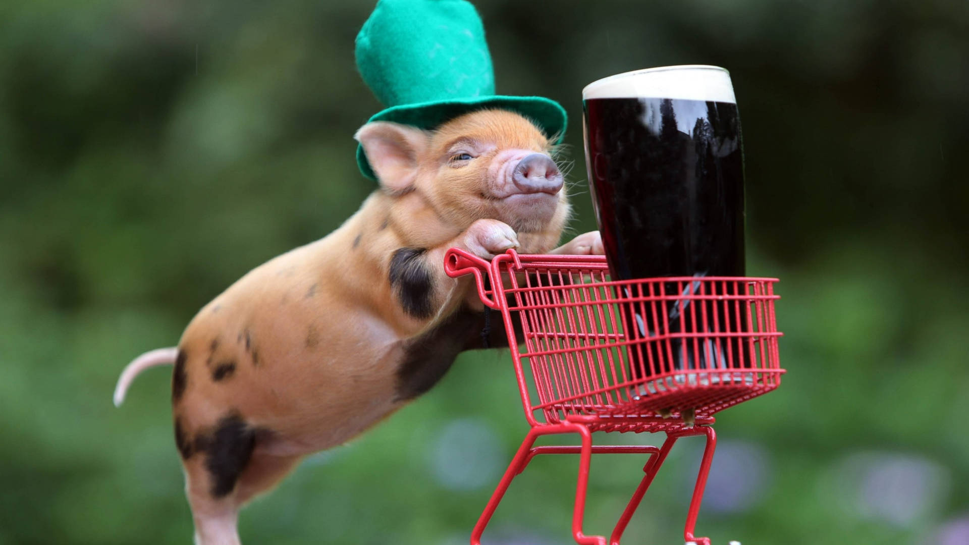 Pig At Saint Patrick's Day