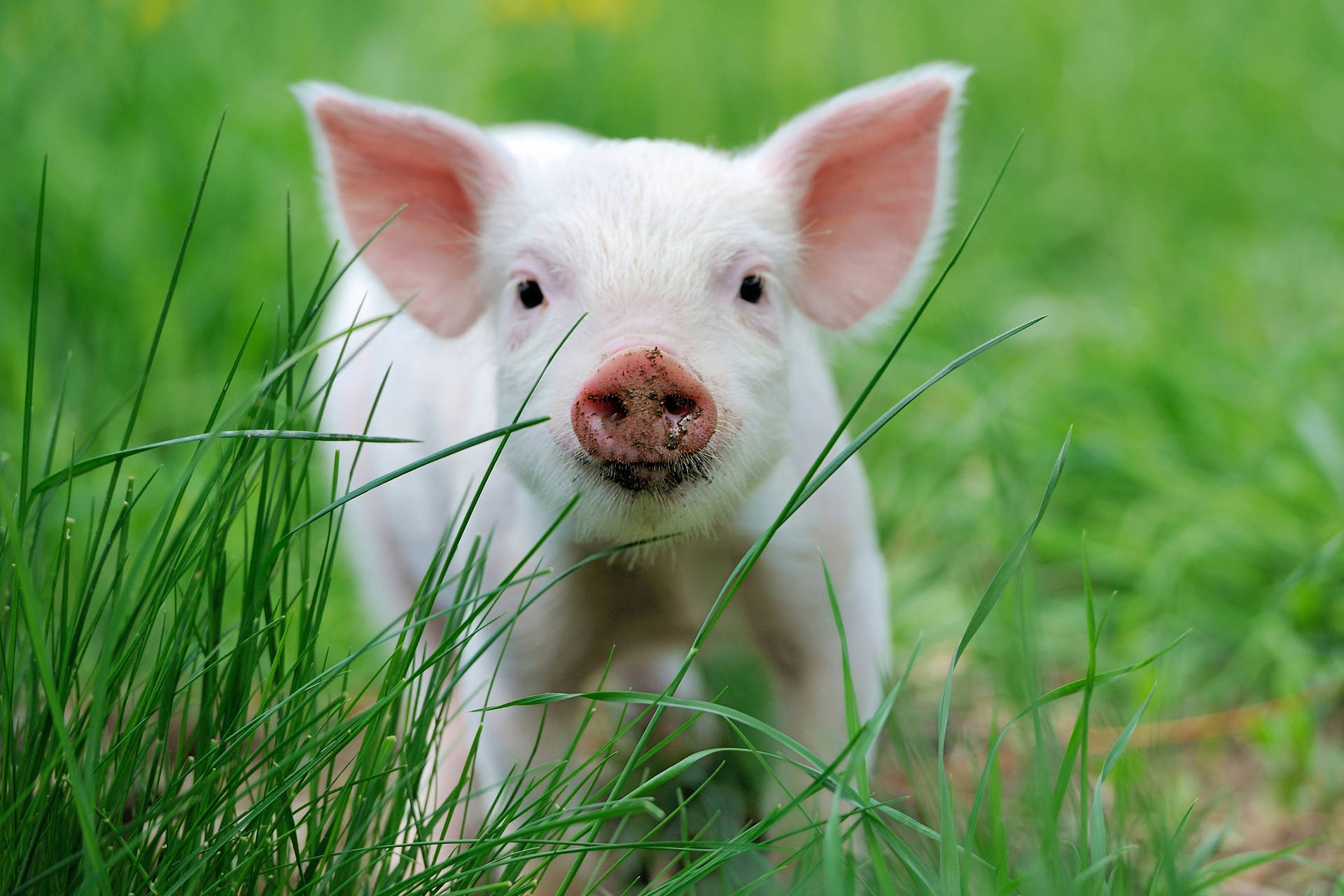 Pig Behind Green Grass Background