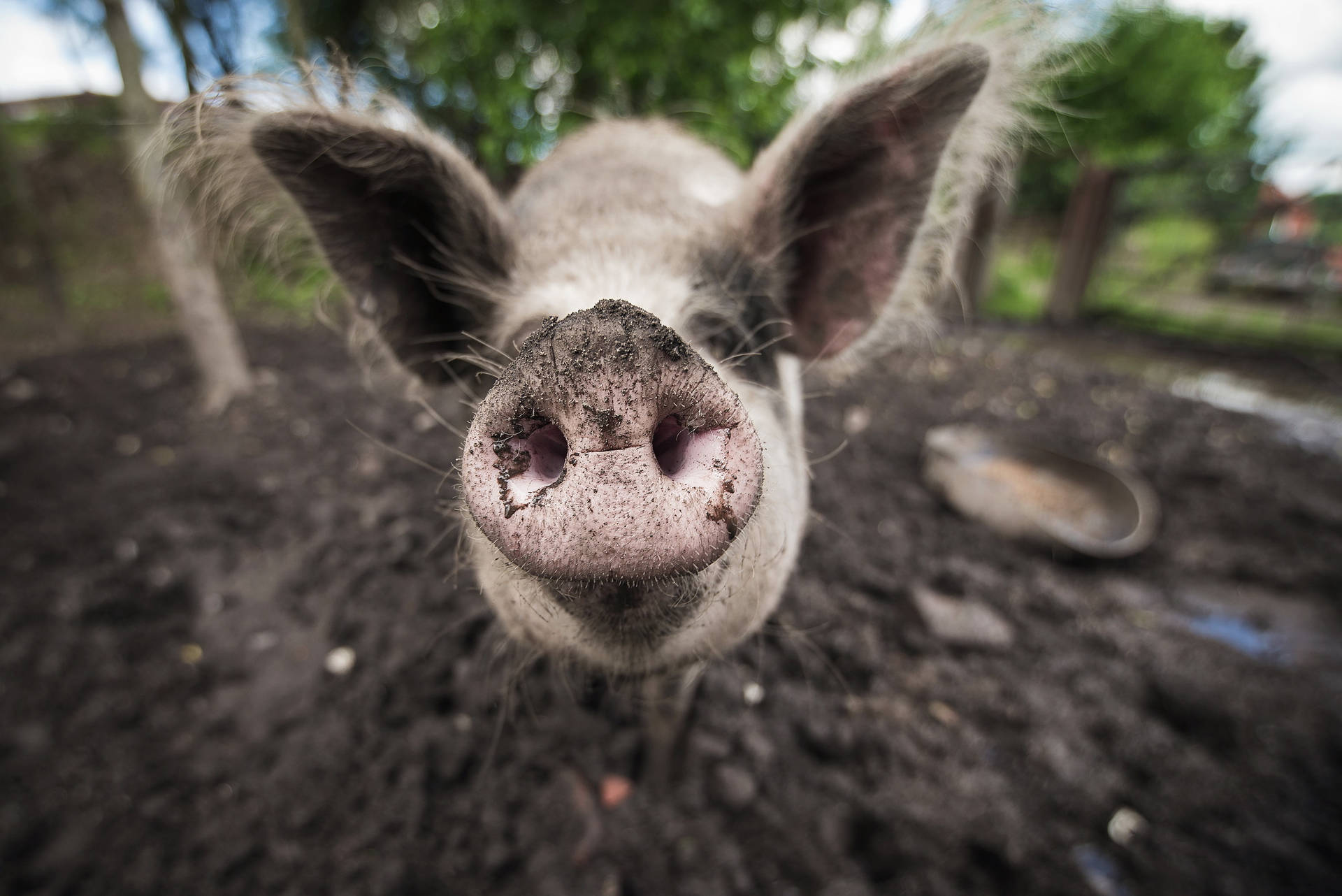 Pig Face Close-up Background