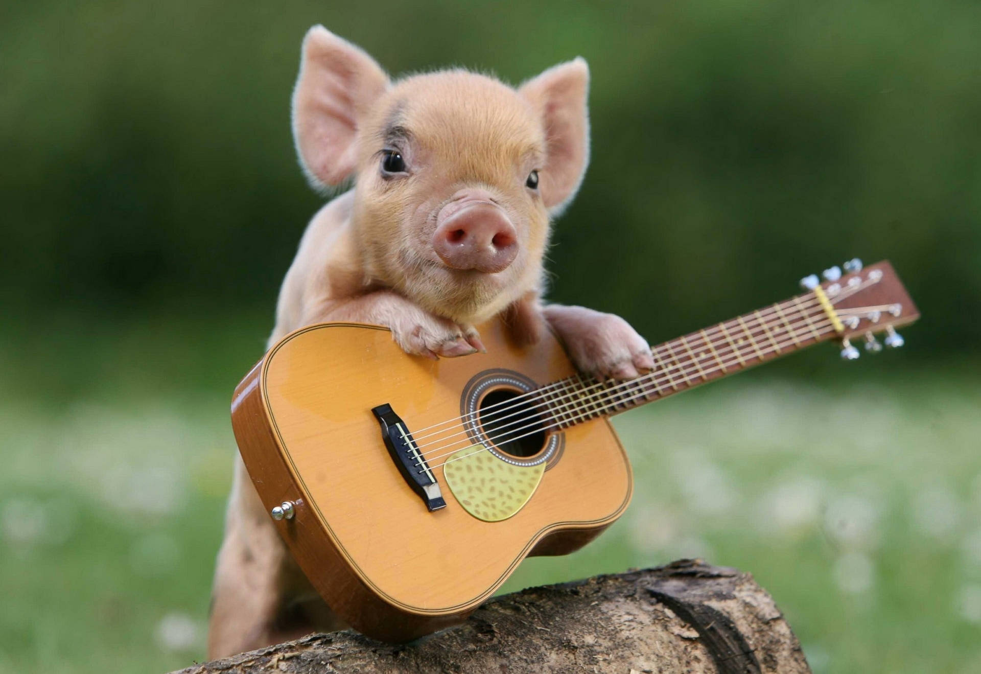 Pig Guitar Playing Background