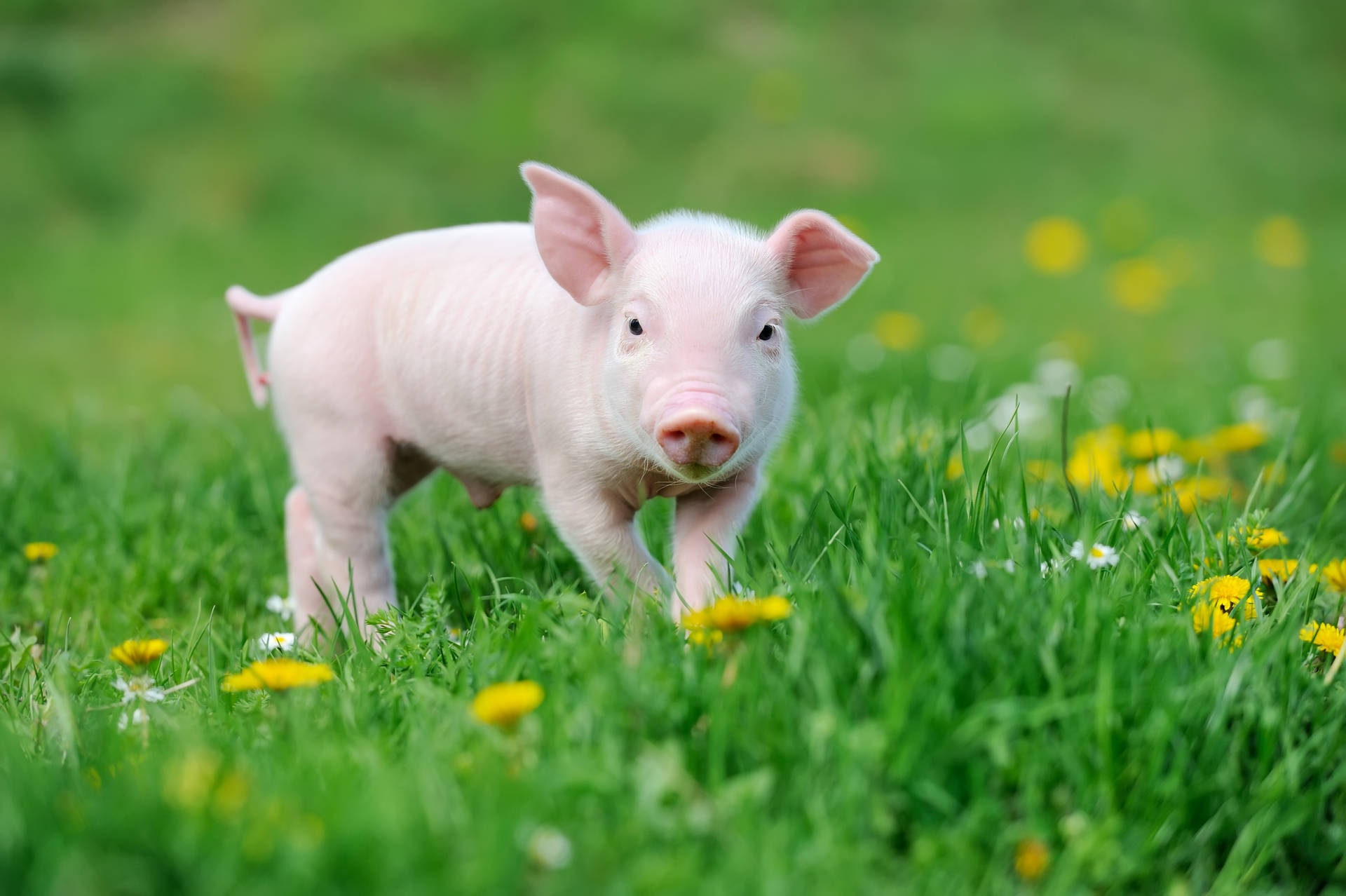 Pig In Flowery Field Background