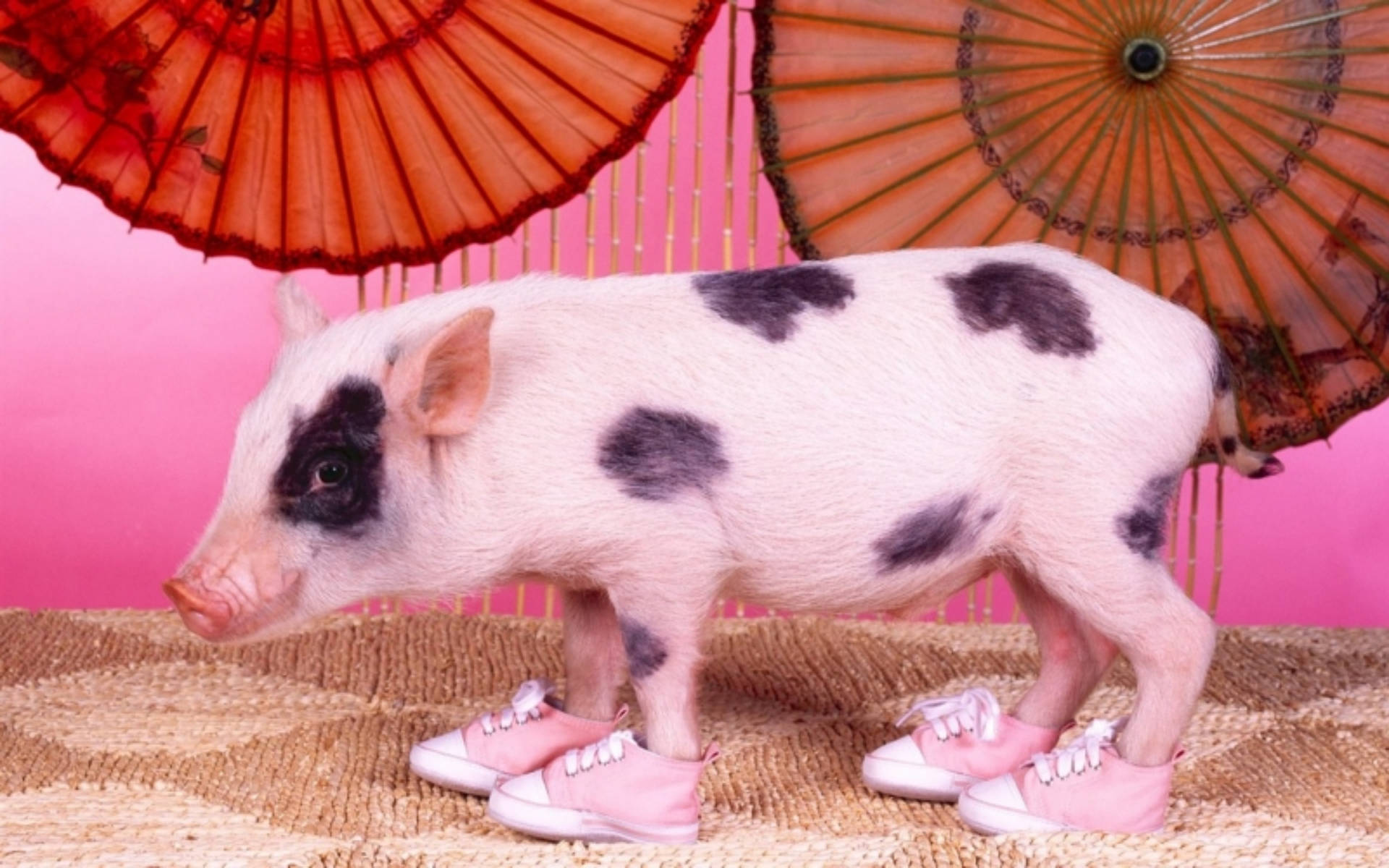 Pig In Sneakers Background