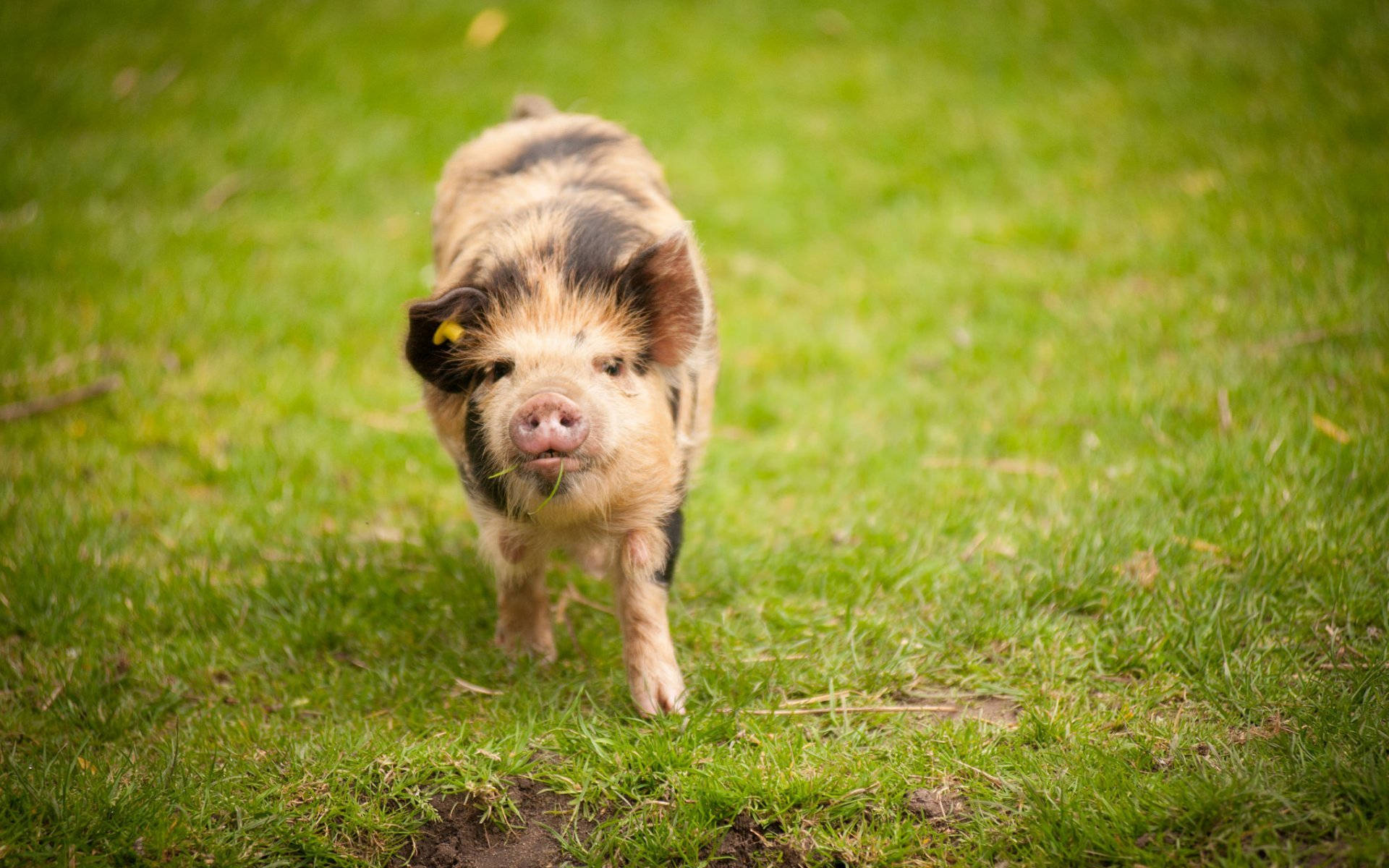 Pig On Grass Field Background