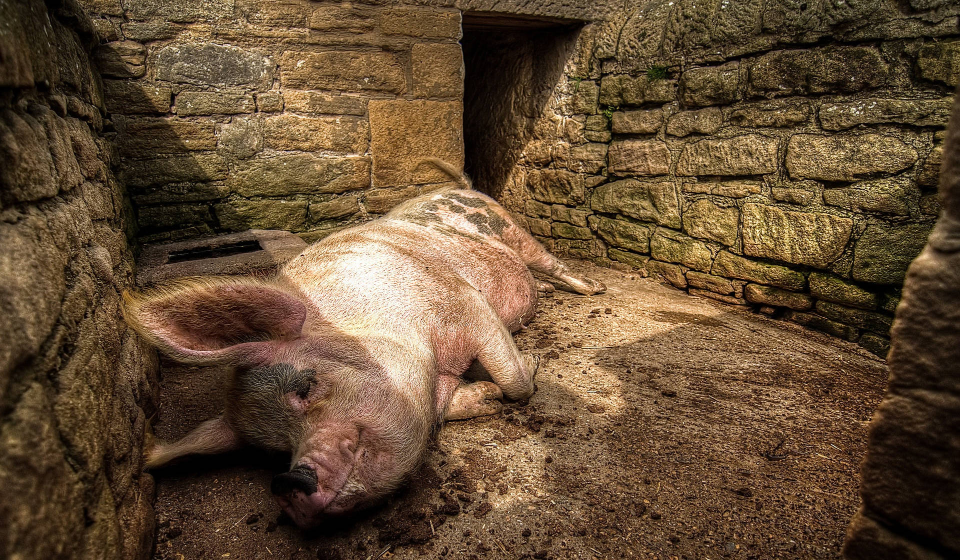 Pig Sleeping In Pigpen Background