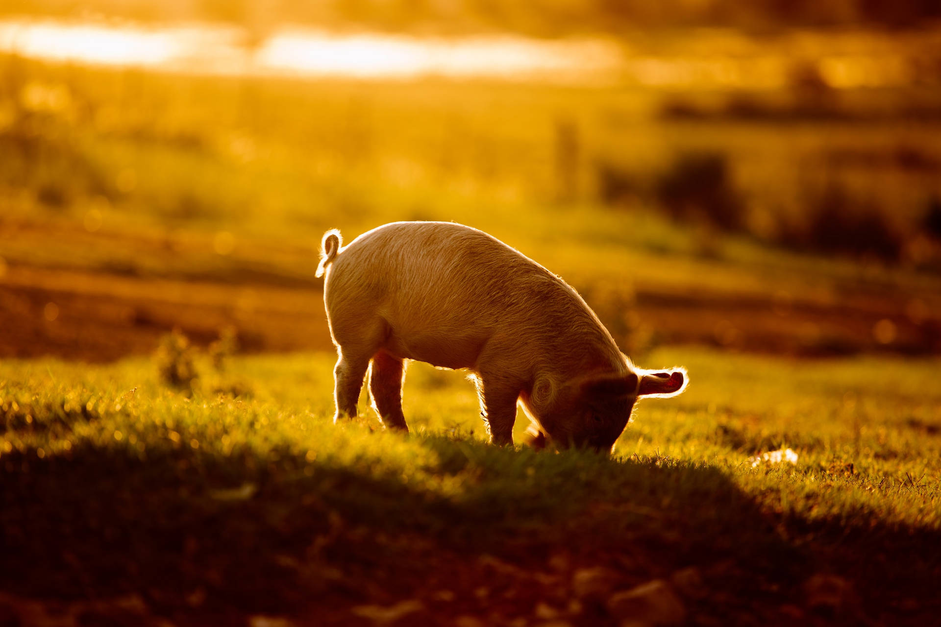 Pig Sunset Photography Background