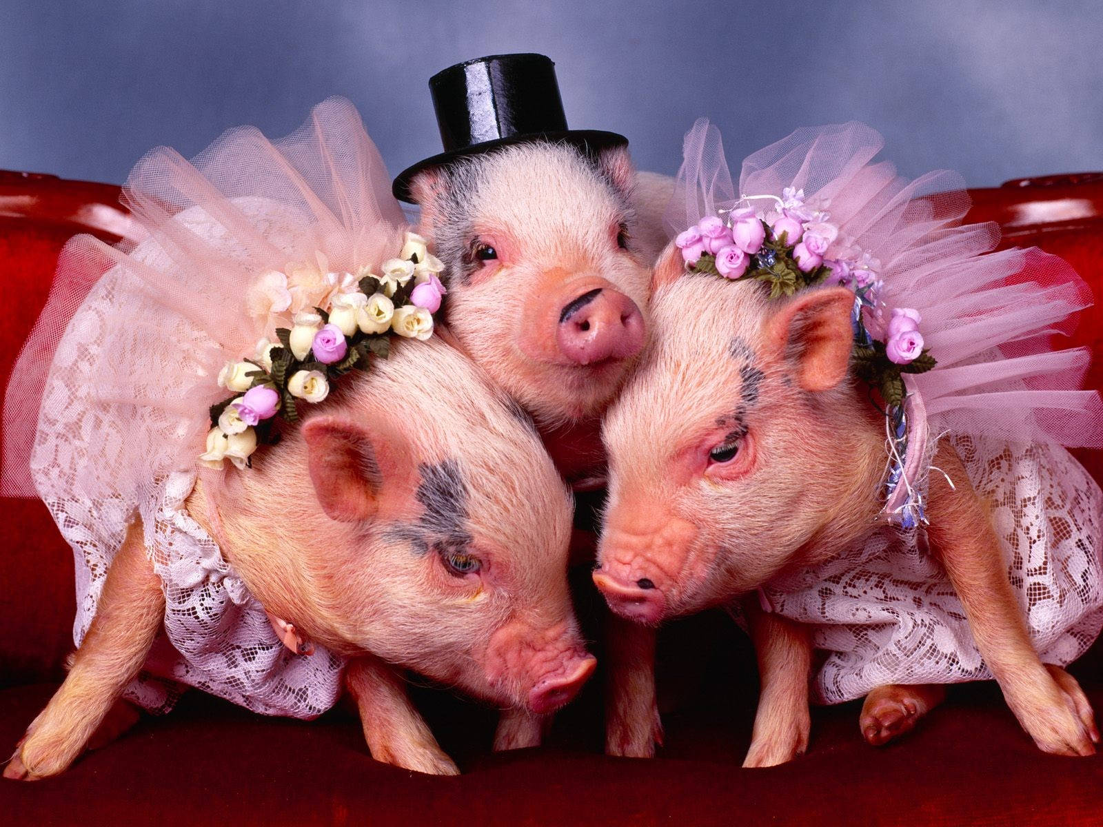 Pig Trio Costumes Background