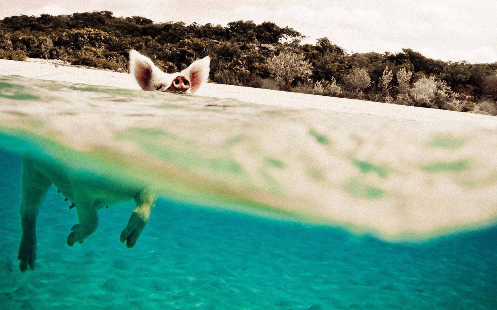Pig Underwater View Background