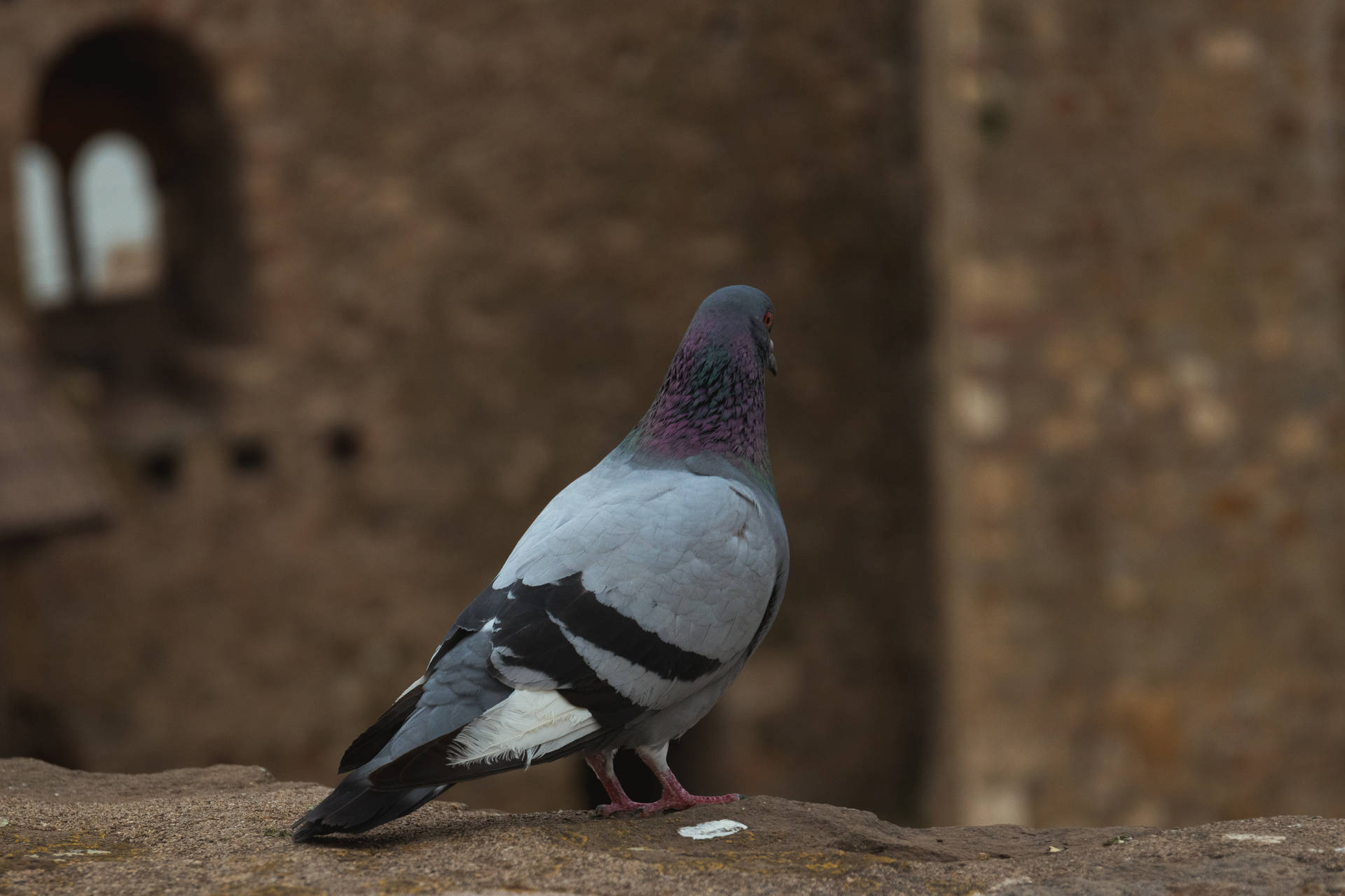 Pigeon In Serbia Background