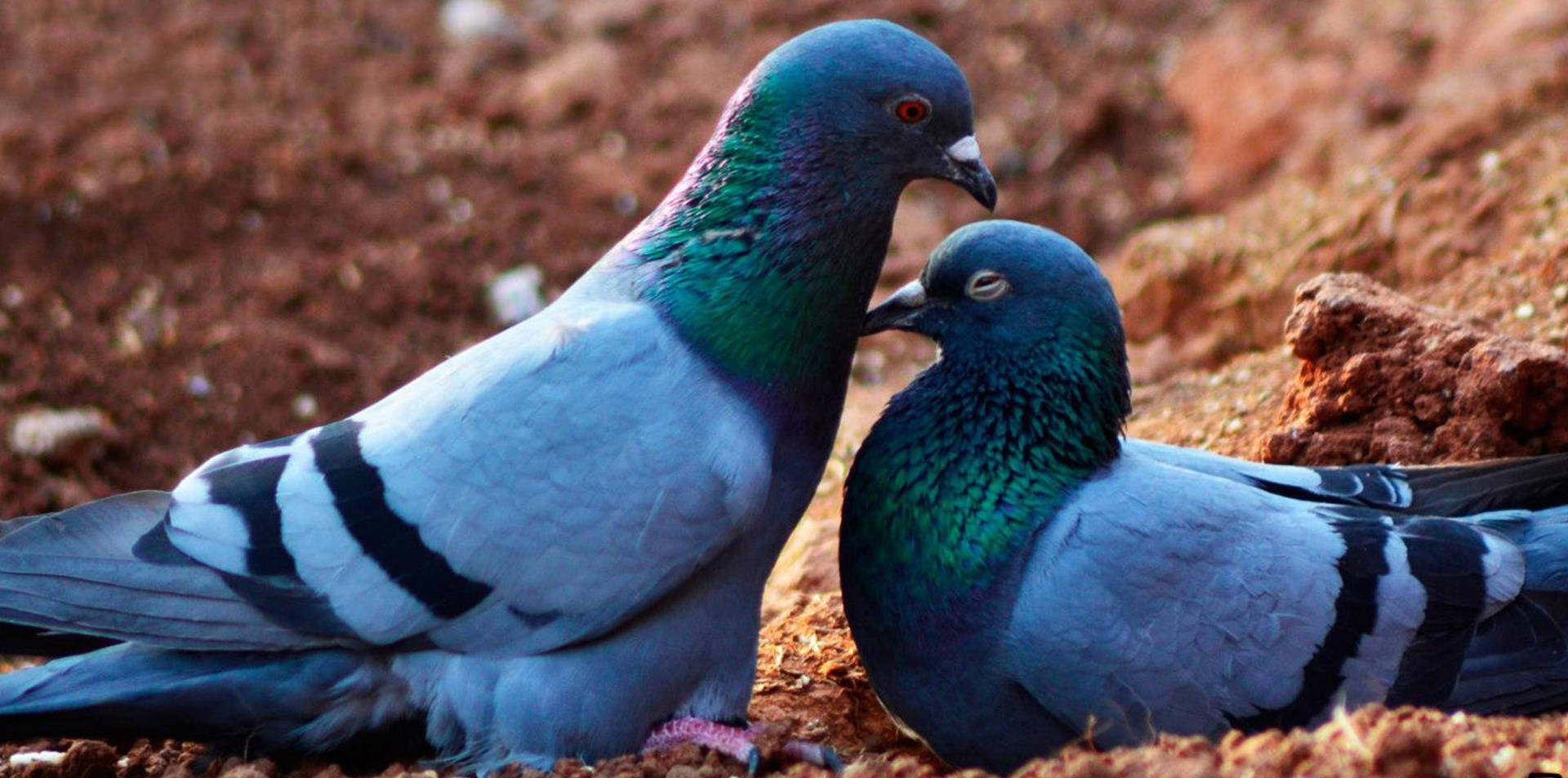 Pigeon Love Birds In Soil Background