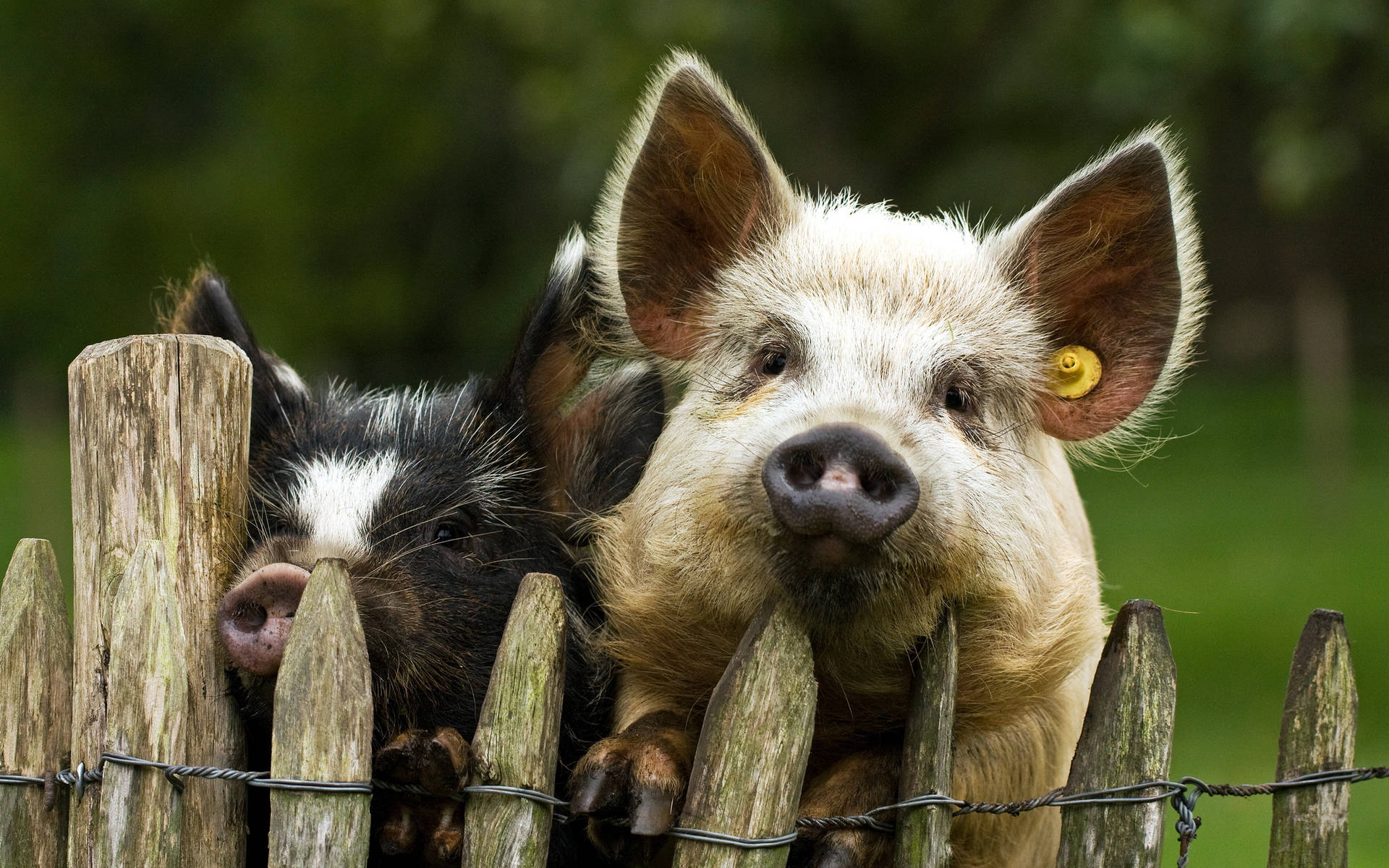 Pigs In The Fence Background